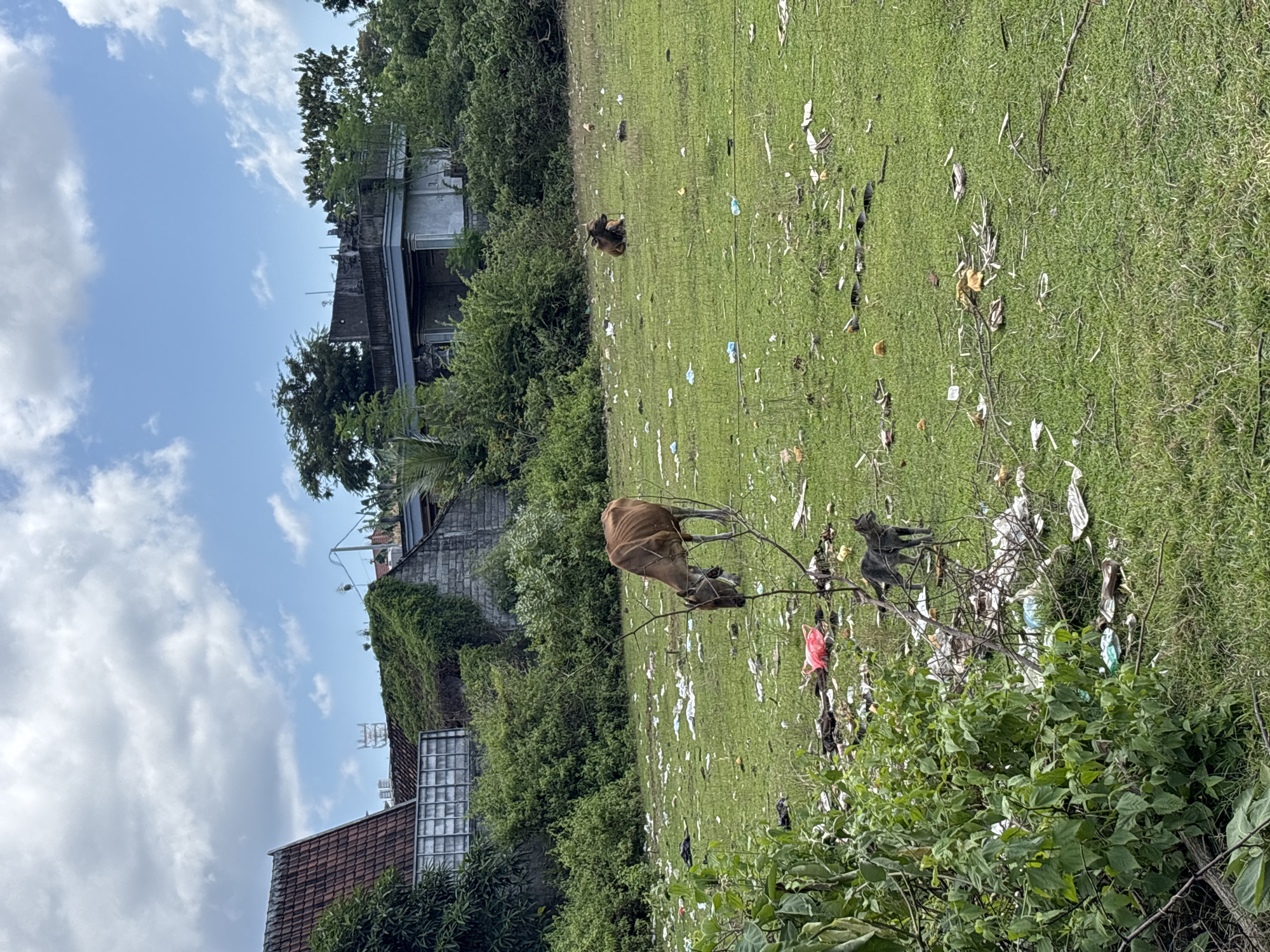 Cattle graze in littered field in Kuta Selatan