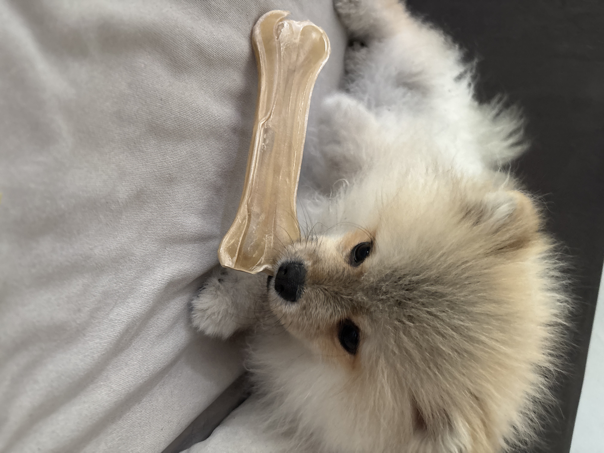 Pomeranian dog relaxes with chew toy on furniture in Bulgaria