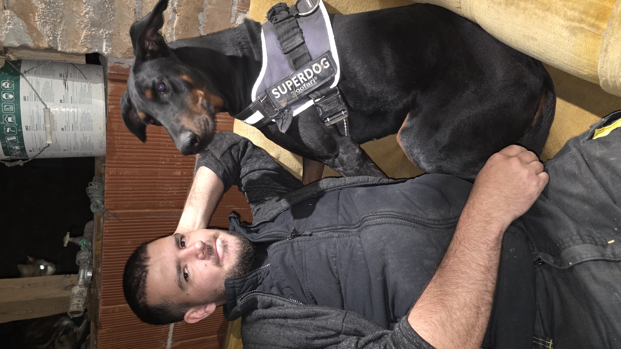 Nighttime pet moments captured in residential outdoor settings