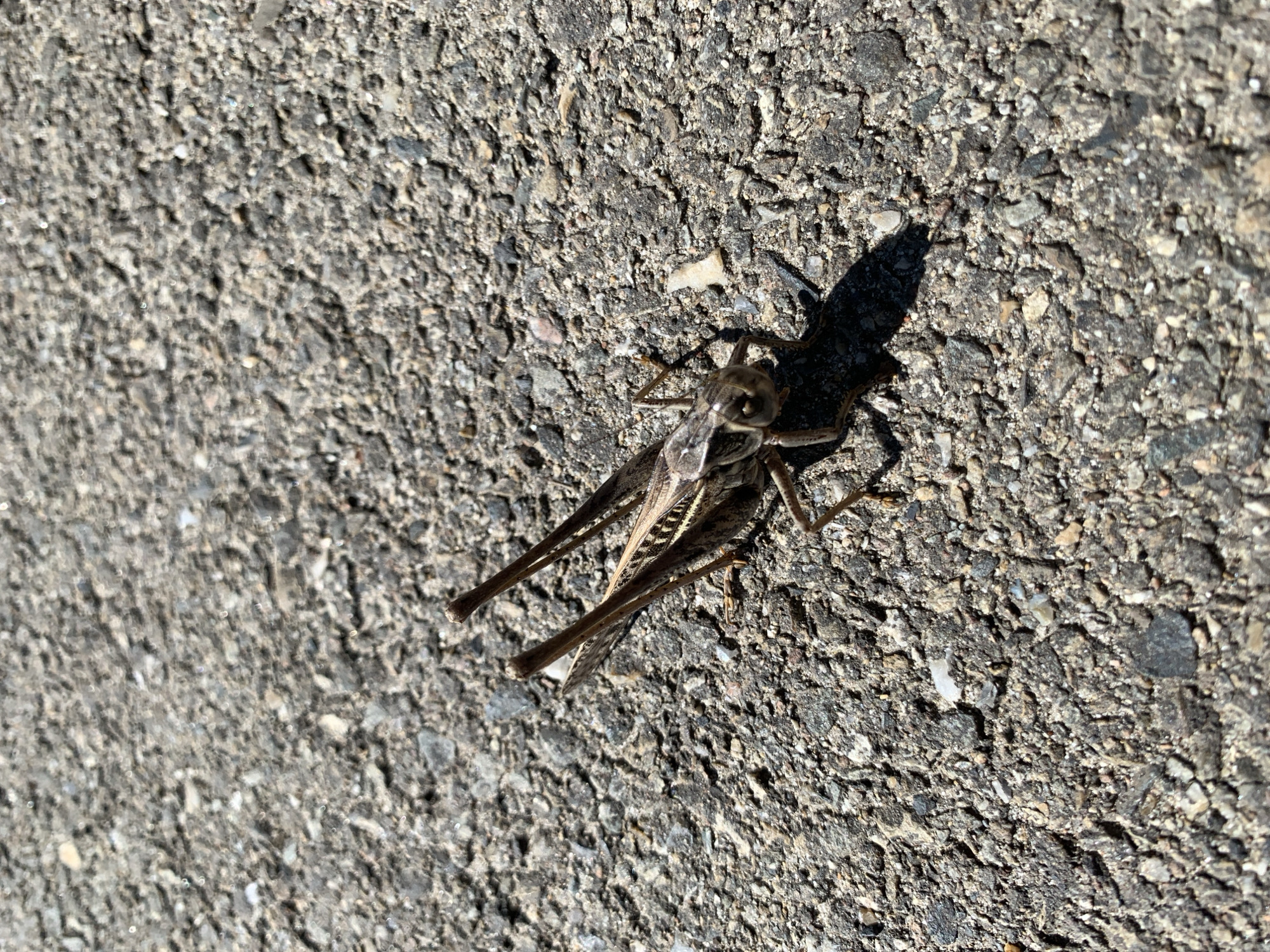 Grasshoppers on cracked asphalt in Kropotkin, Russia
