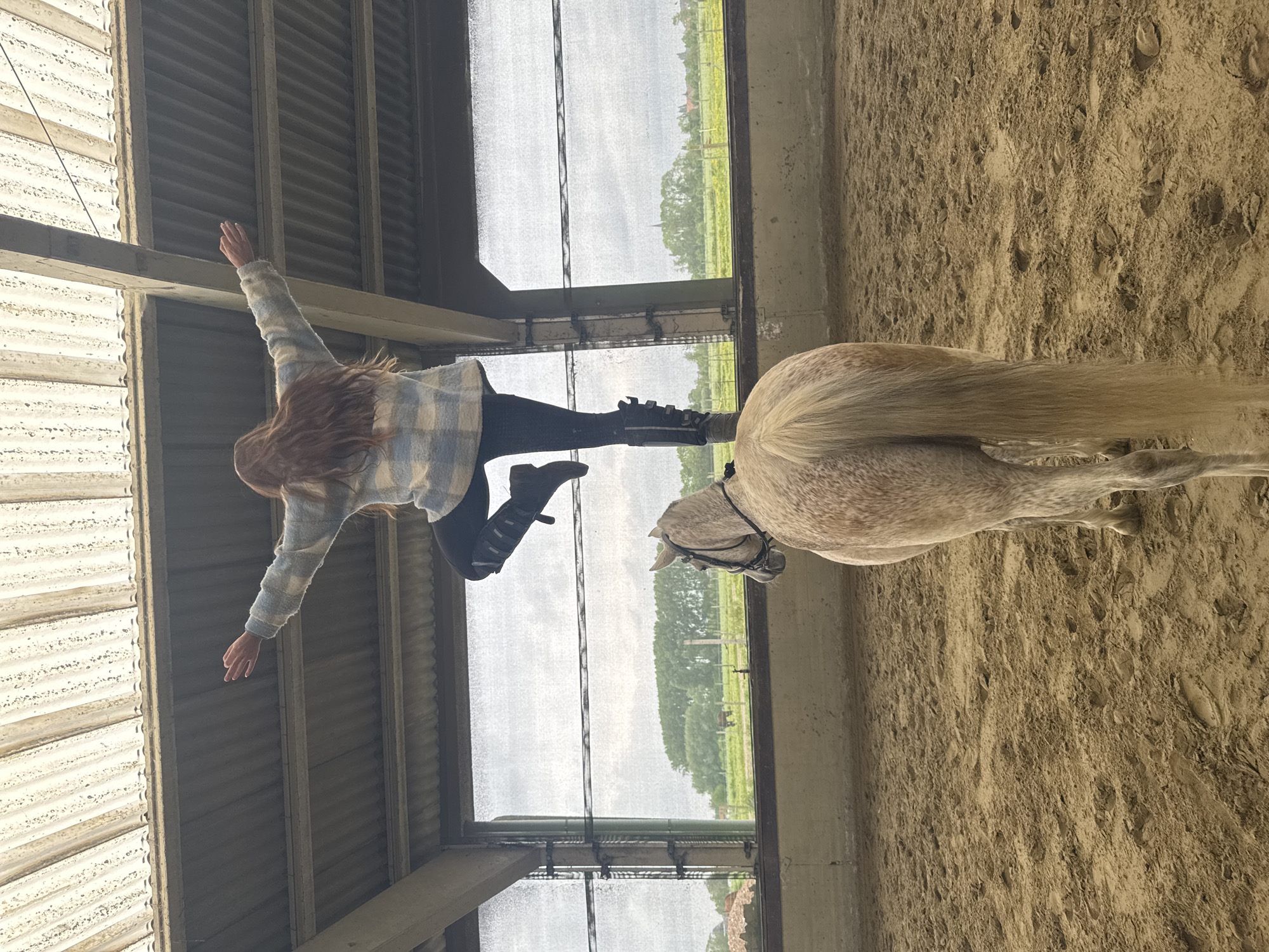 Woman performs standing routine on horse in Belgian riding arena