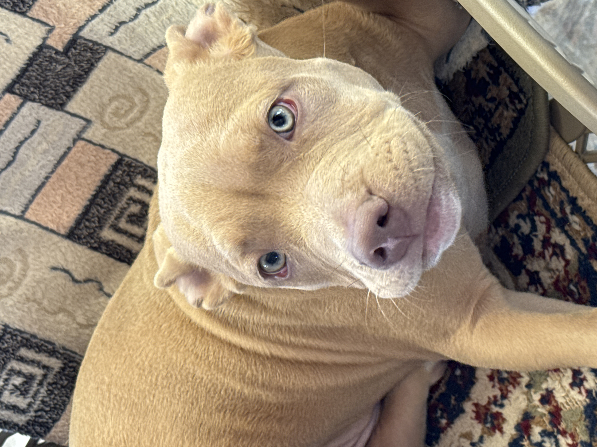 Puppy receives attention from two people in Kyrgyzstan home