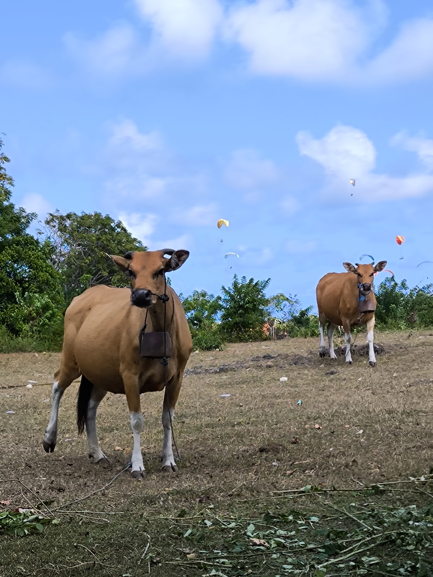 Rural cows graze near construction site with paragliders overhead