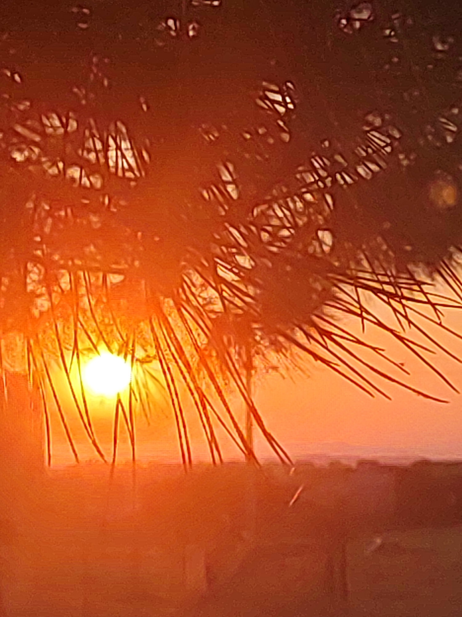 Sunset over Sobradillo, Spain, framed through pine branches