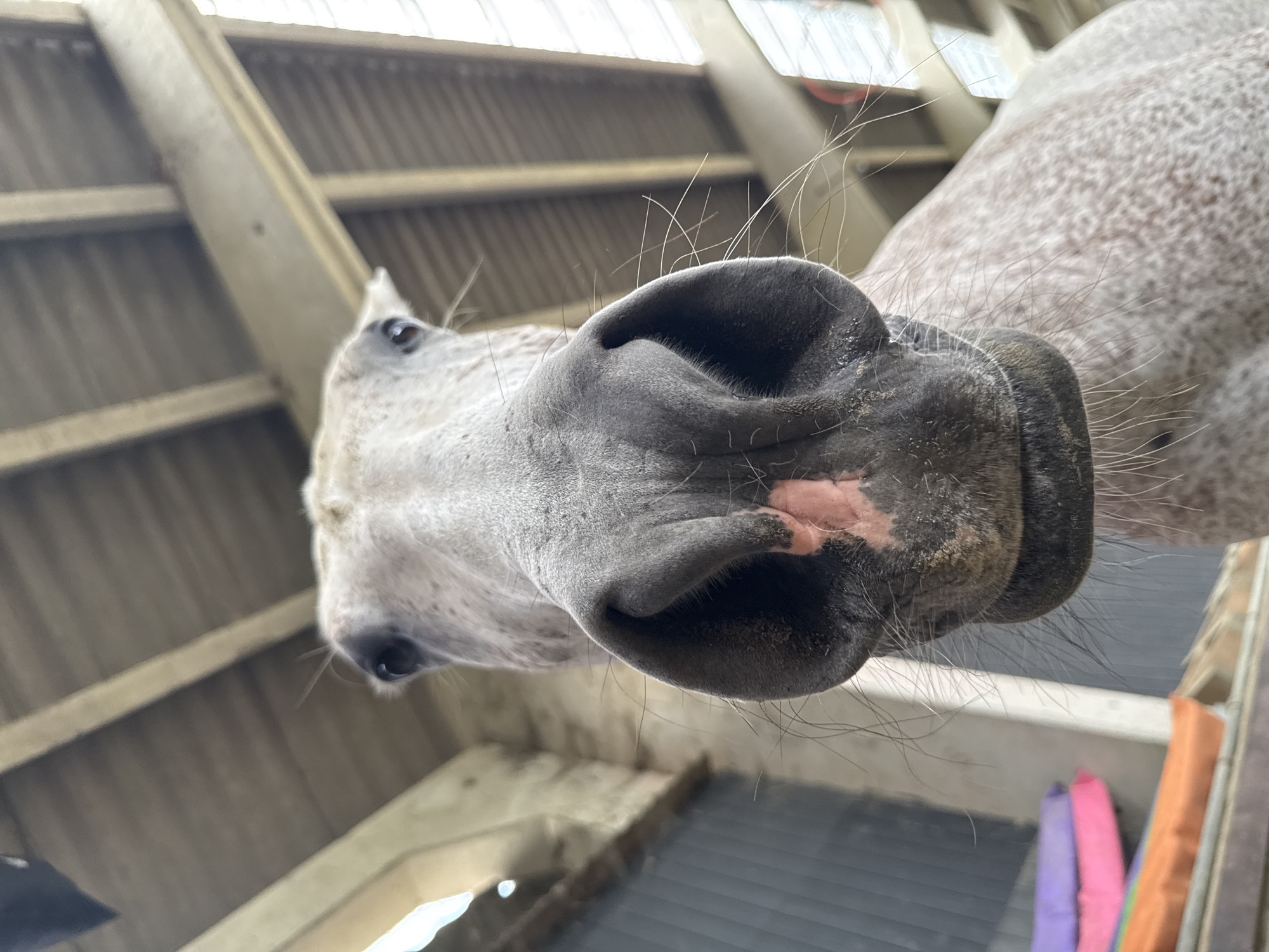 Dapple grey horse investigates a saddle pad in Belgian riding arena