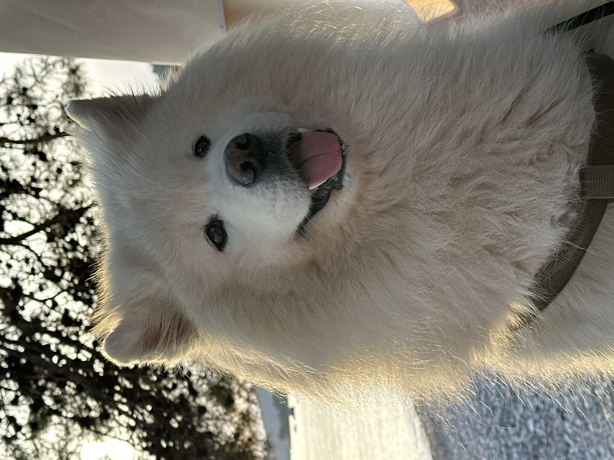 Samoyed dog and owner share coffee moment at Montenegro beach