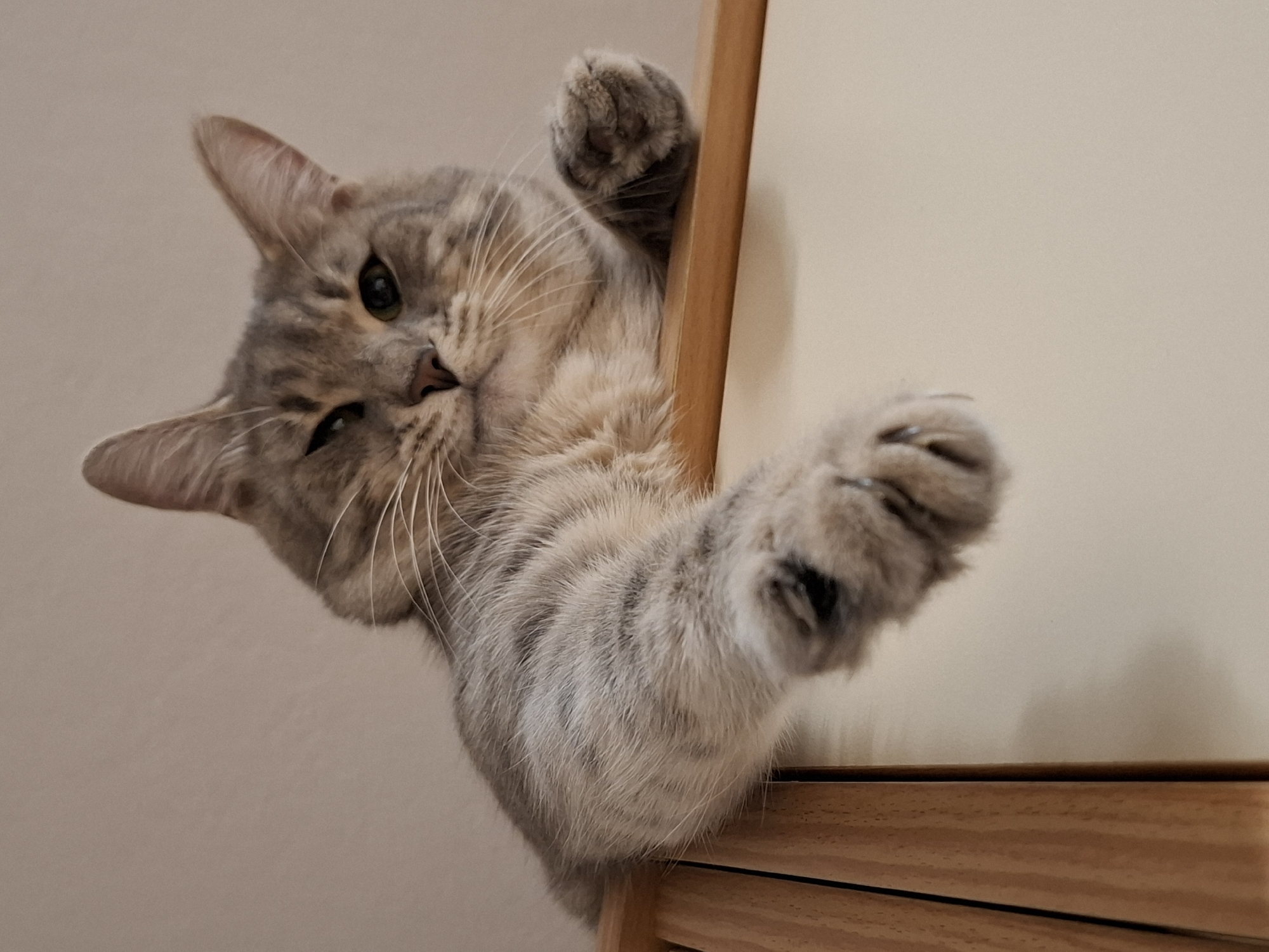 Tabby cat photographed in multiple poses in Novi Sad