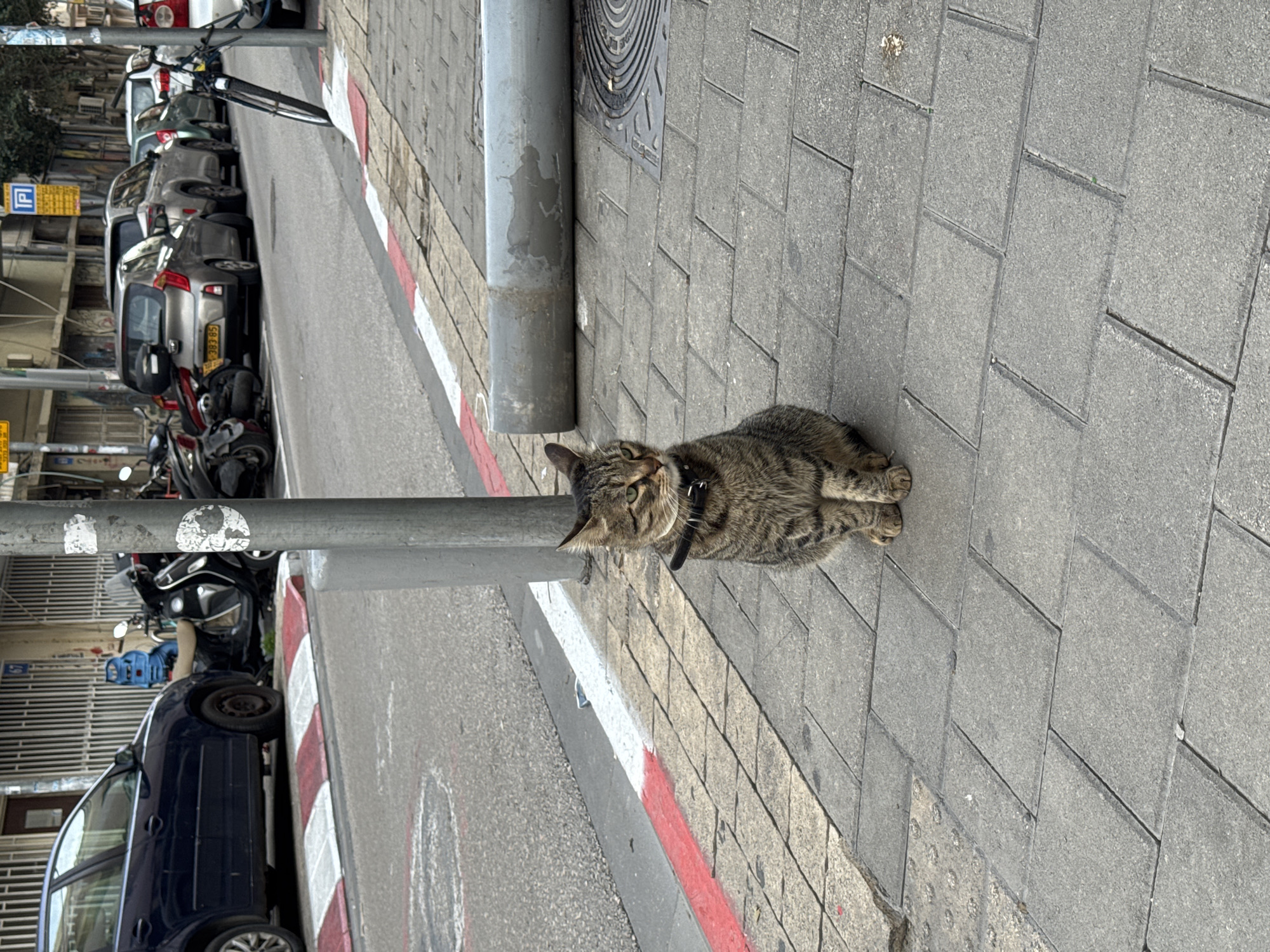 Witness documents afternoon street life scenes across Tel-Aviv