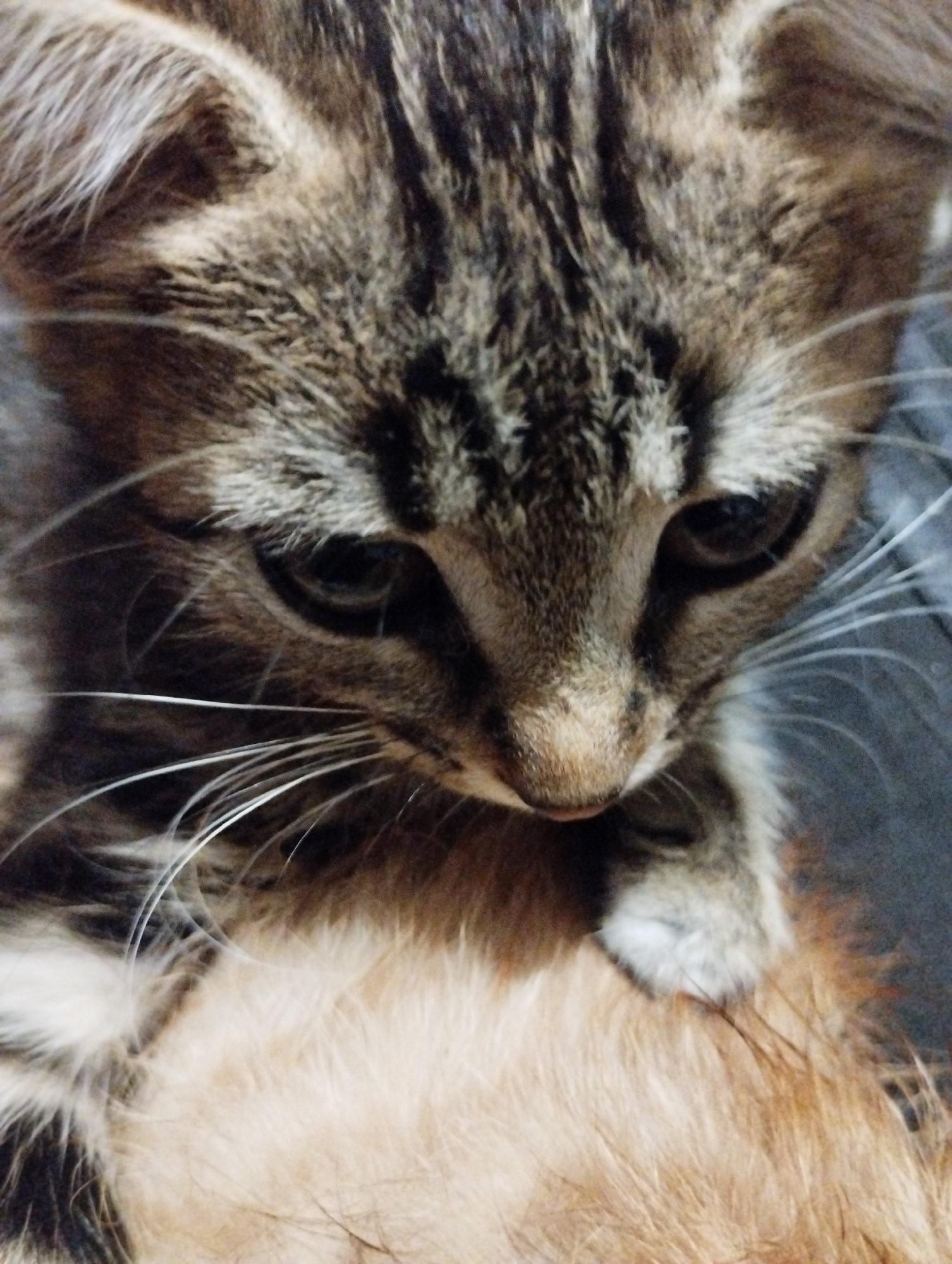 Tabby kitten up close, eyes half-closed, totally unbothered.