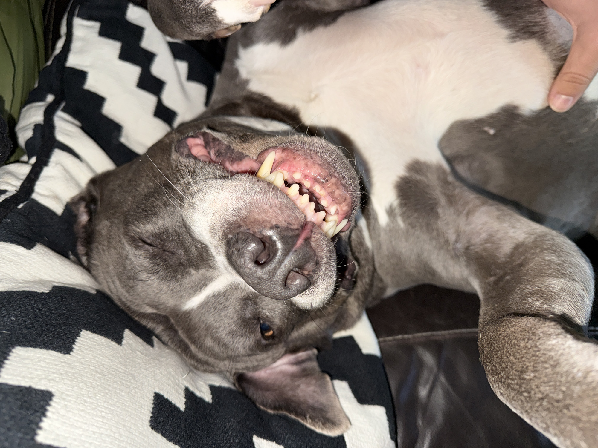 Pit bull relaxes upside down on couch in Luxembourg