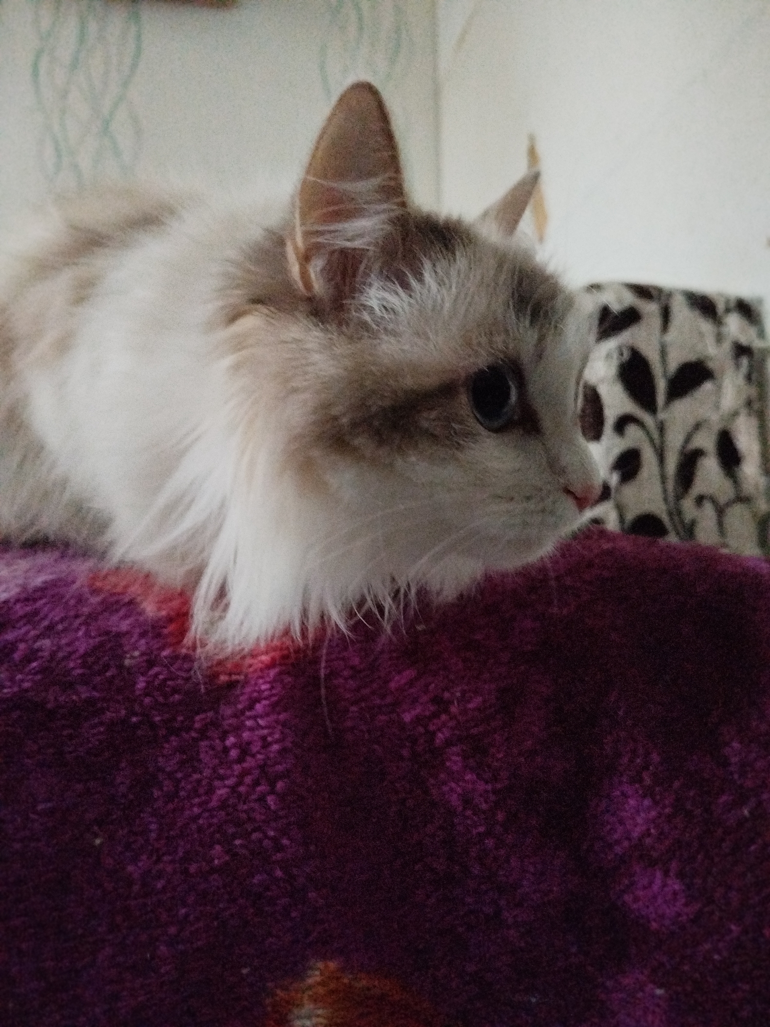 Cats rest on colorful blankets in late-night domestic scene