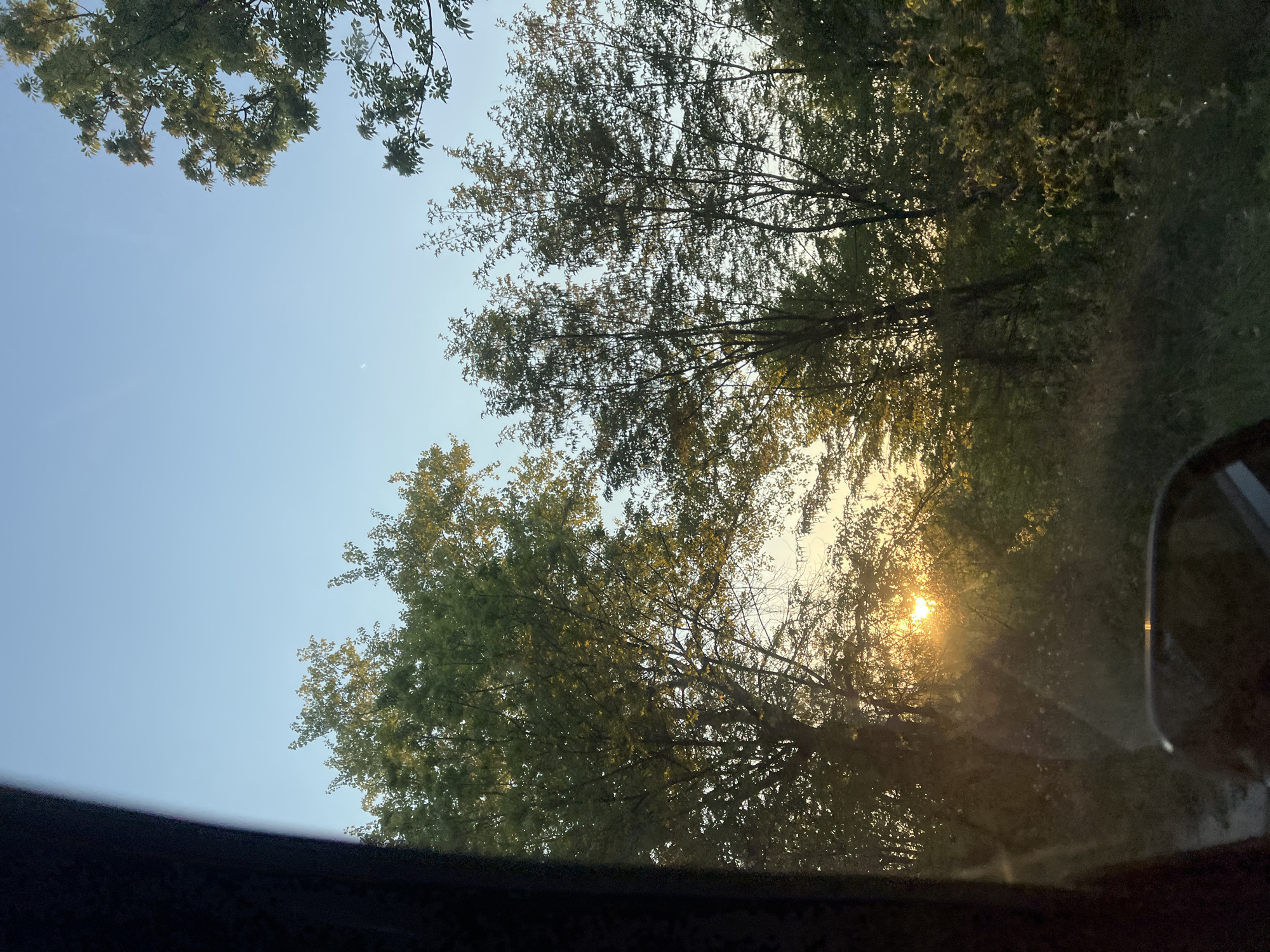Tree canopy views documented near Markovo, Bulgaria