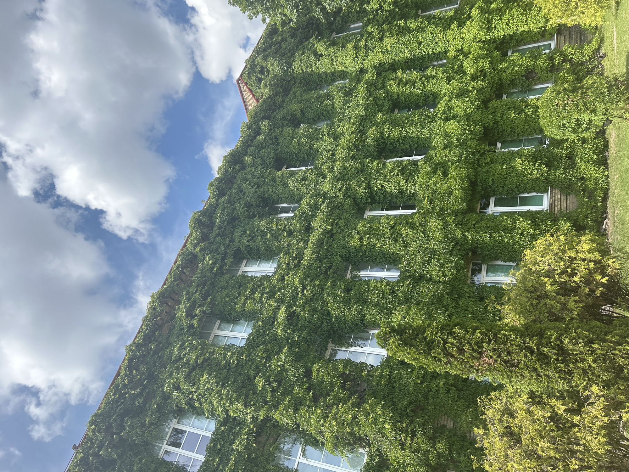 Historic European streetscapes: ivy, murals, cobblestones, and blooming planters