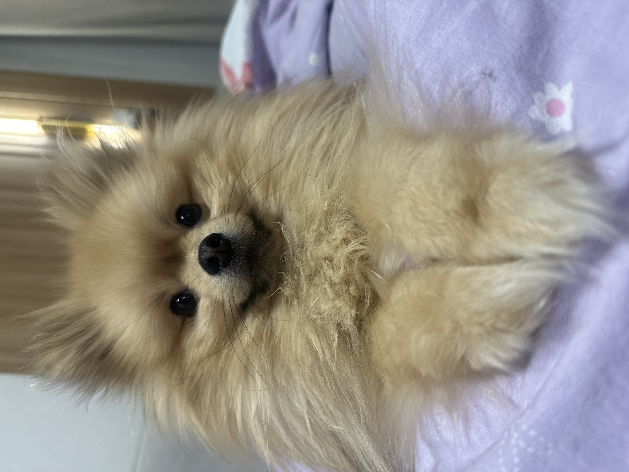 Pomeranian dog photographed resting on purple bedding in Votkinsk