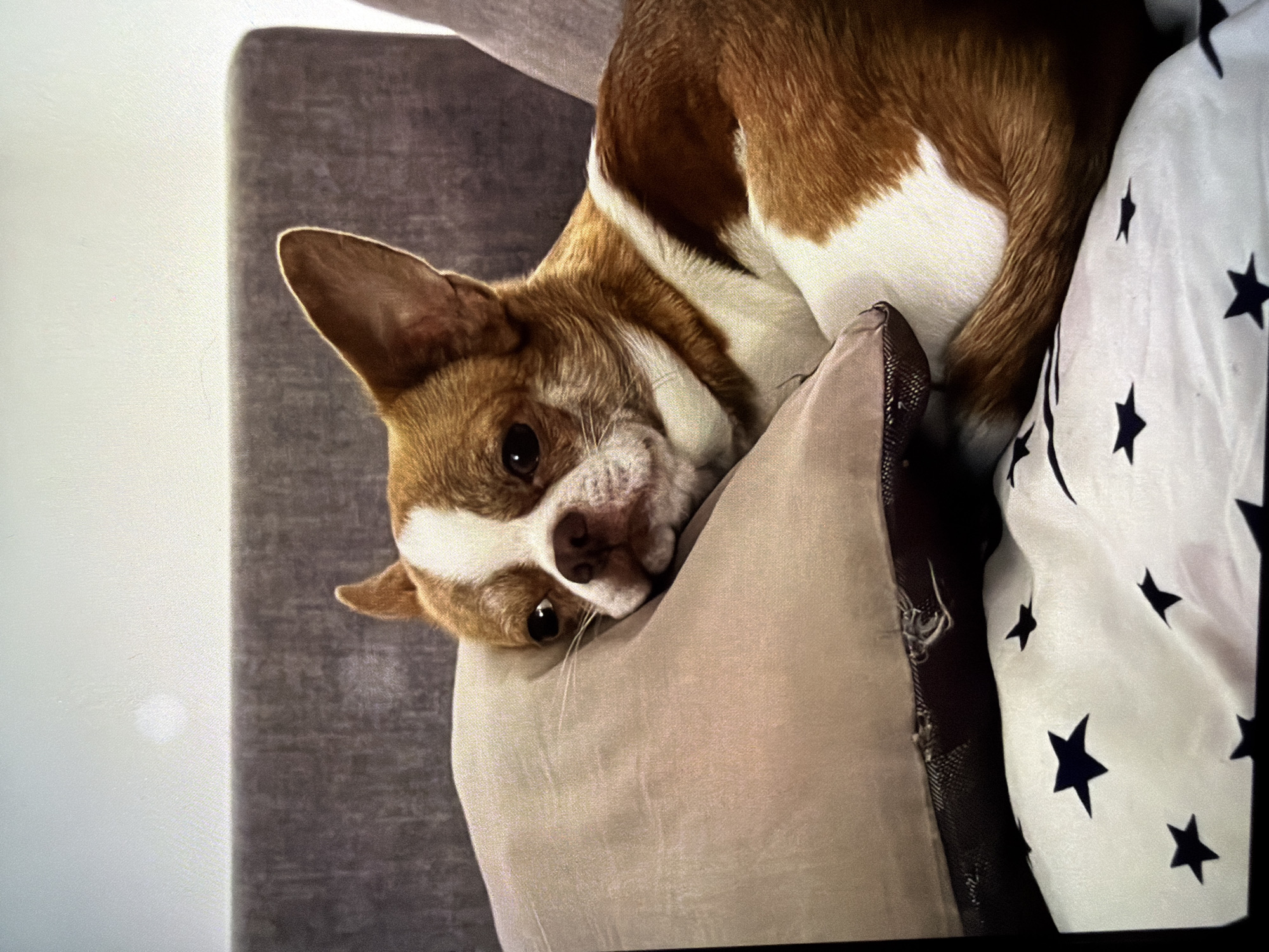 Chihuahua's quiet domestic moments captured across 41 minutes