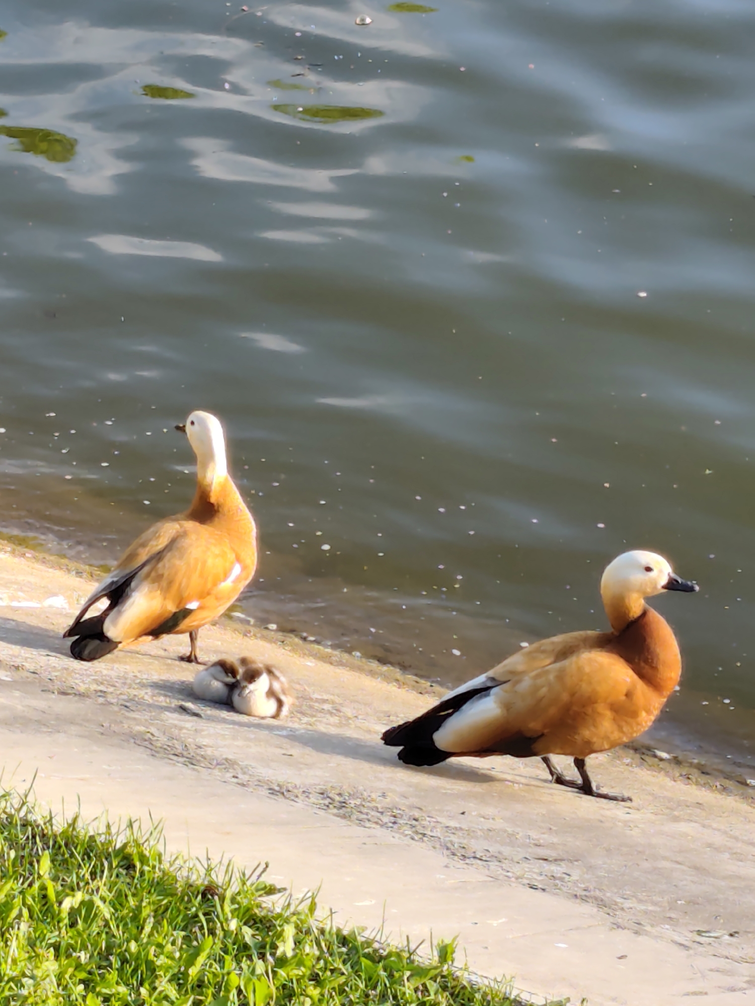 Moscow afternoon stroll captures wildlife, VDNKh architecture, fountain displays