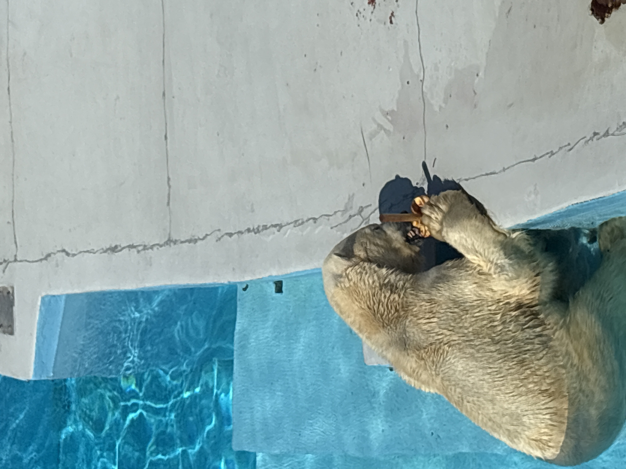 Routine animal care and visitor interactions at Izhevsk zoo