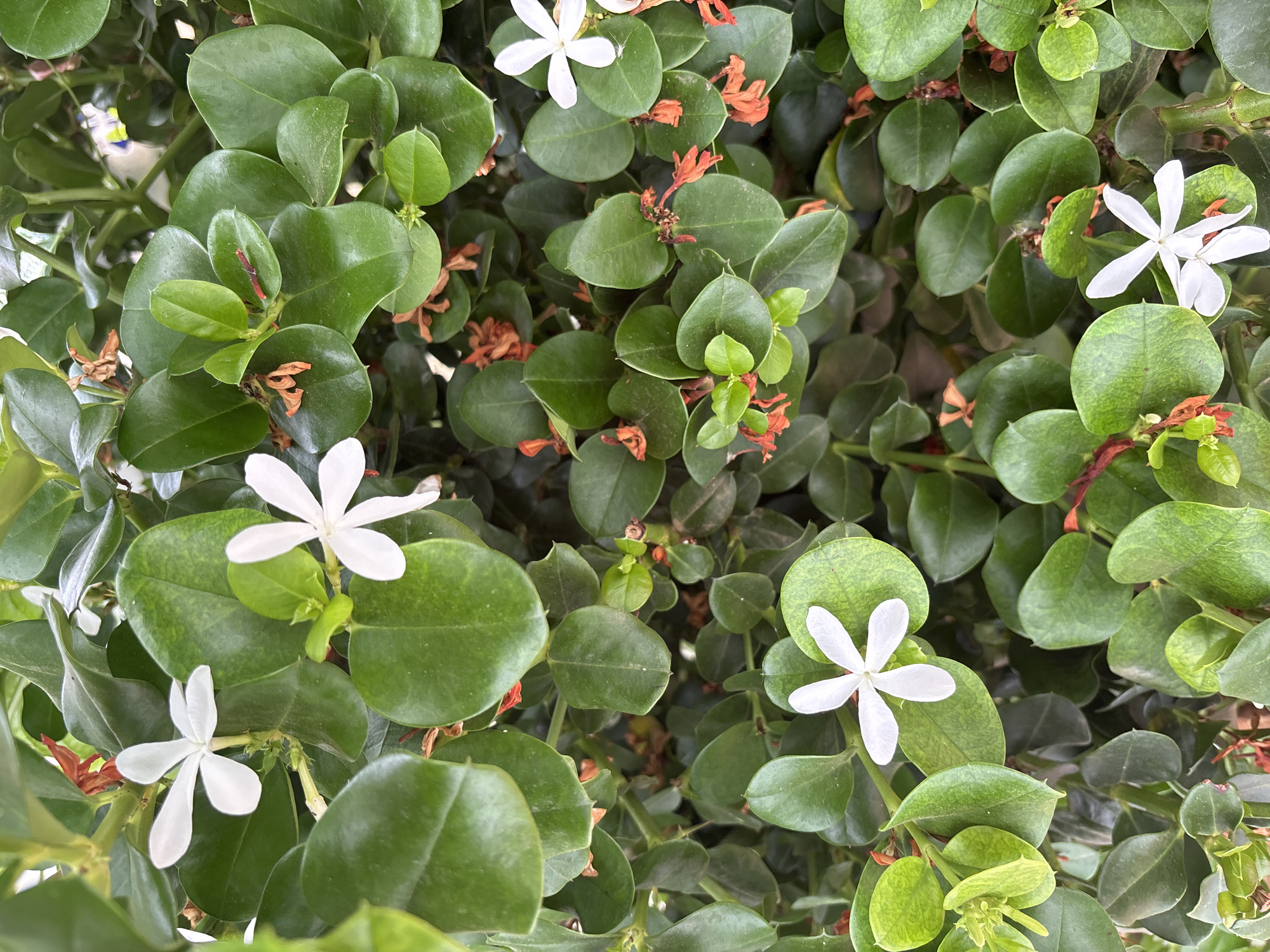 Home and garden life in Orihuela, inside and out