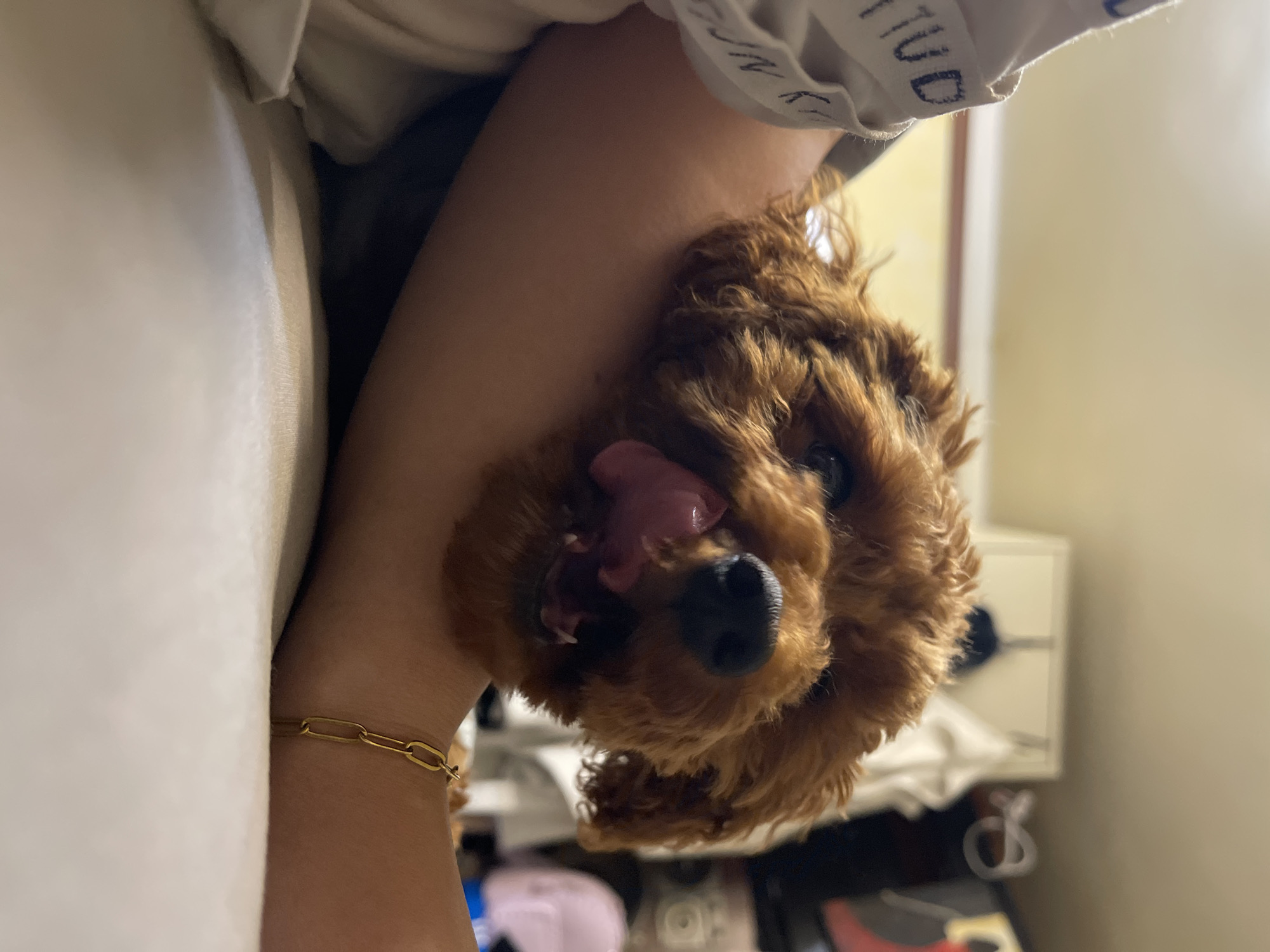 Brown poodle held indoors in Sofia residential setting