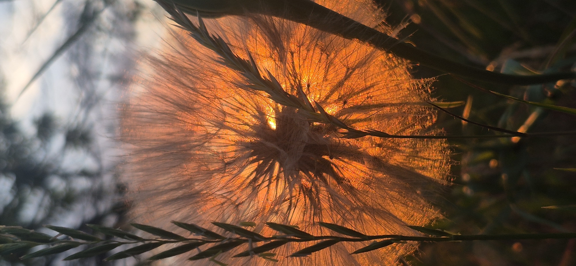Witness documents golden hour sunset through wildflower field