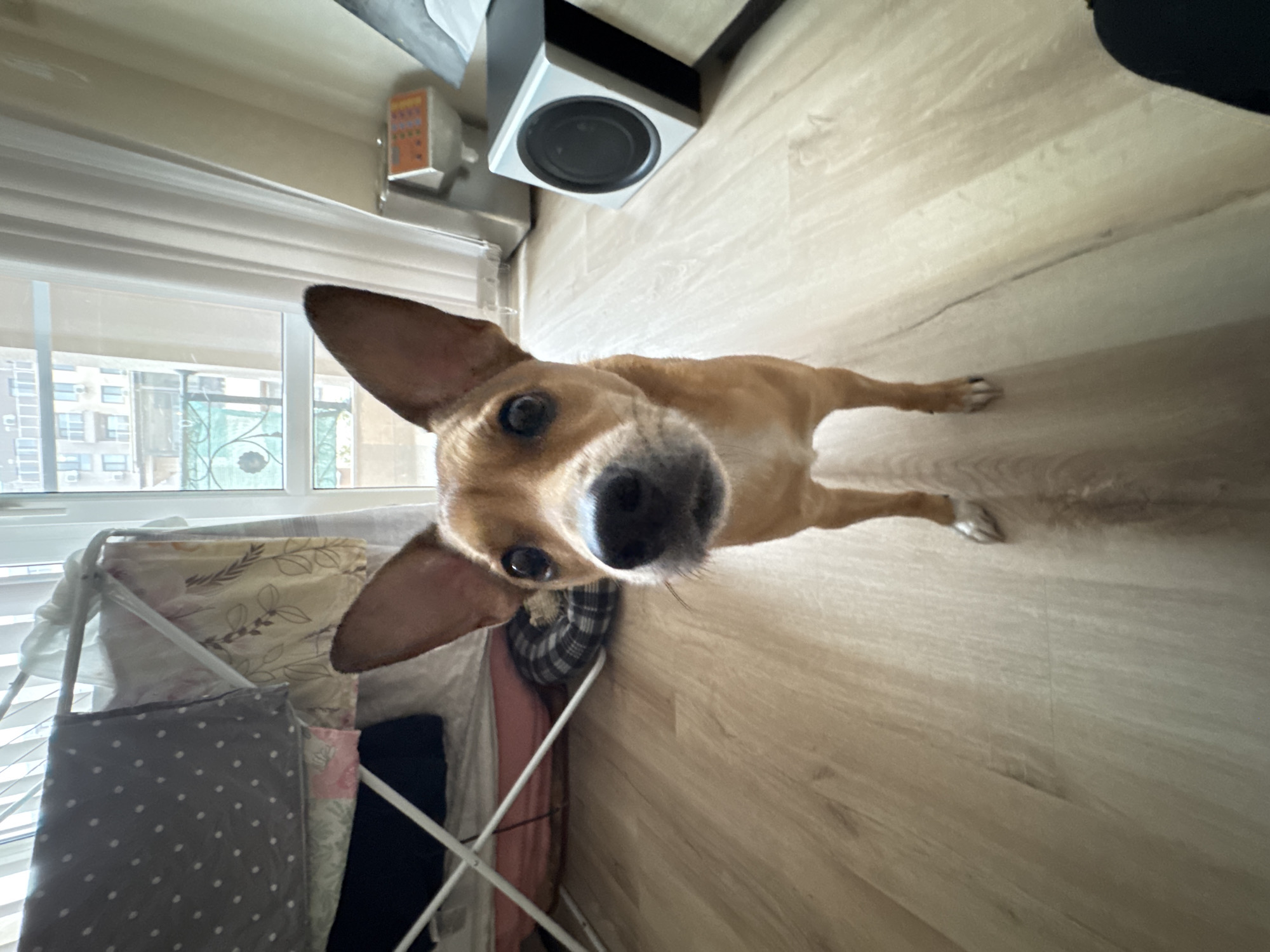 Pet dog photographed at home with owner in Plovdiv
