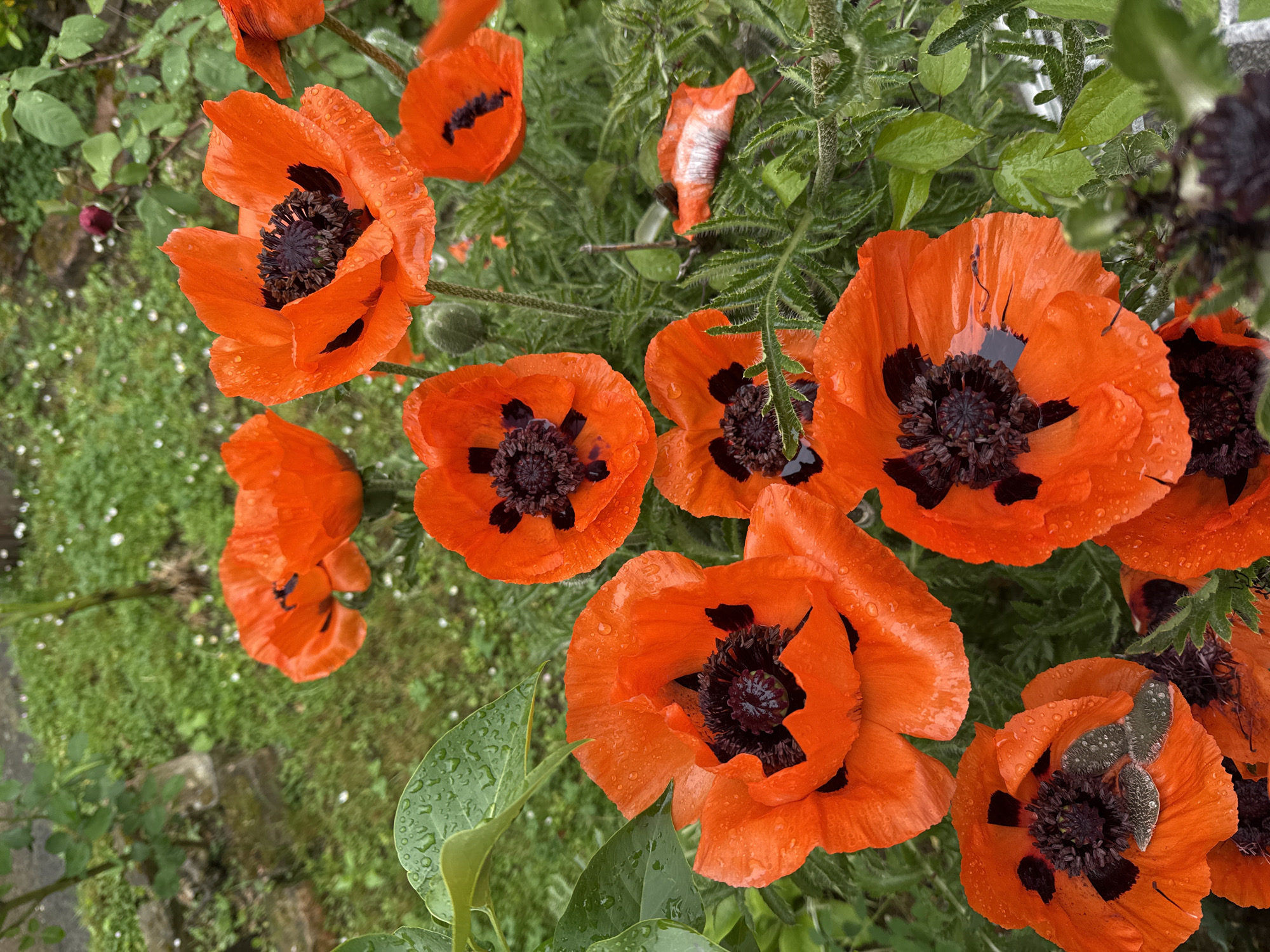 Spring flowers bloom in Zagreb gardens after rain