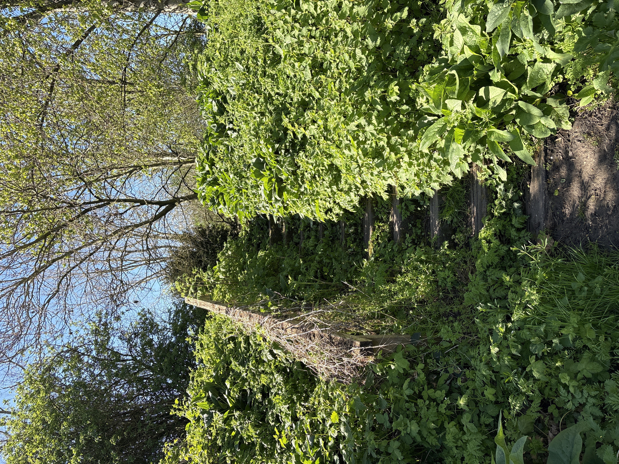 London witness captures urban wildlife and overgrown nature scenes