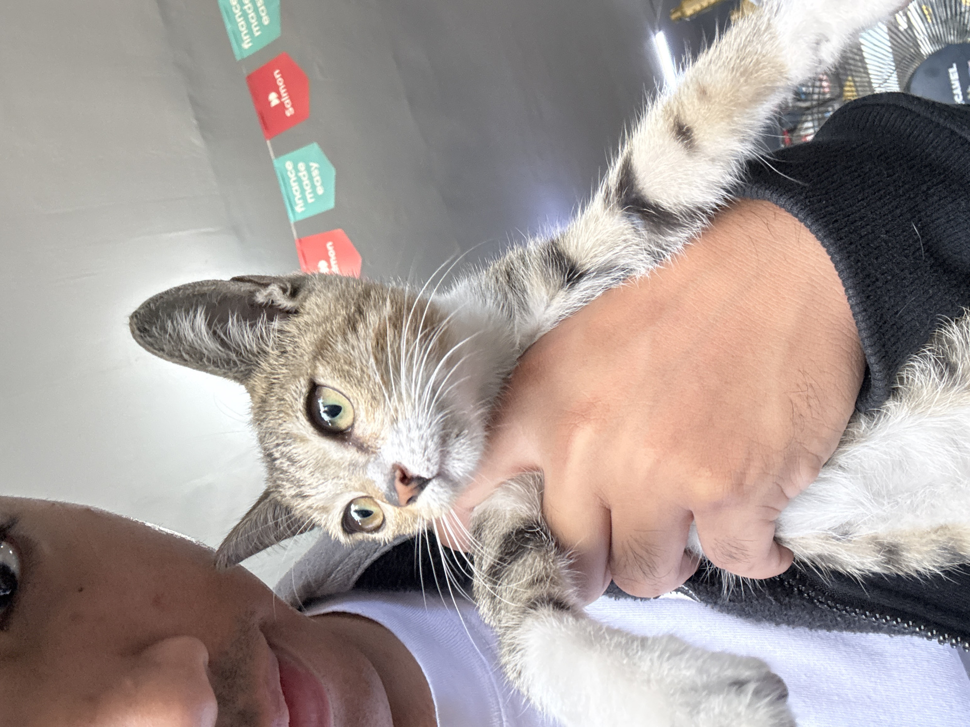 Tabby kitten handled and fussed over in Davao City