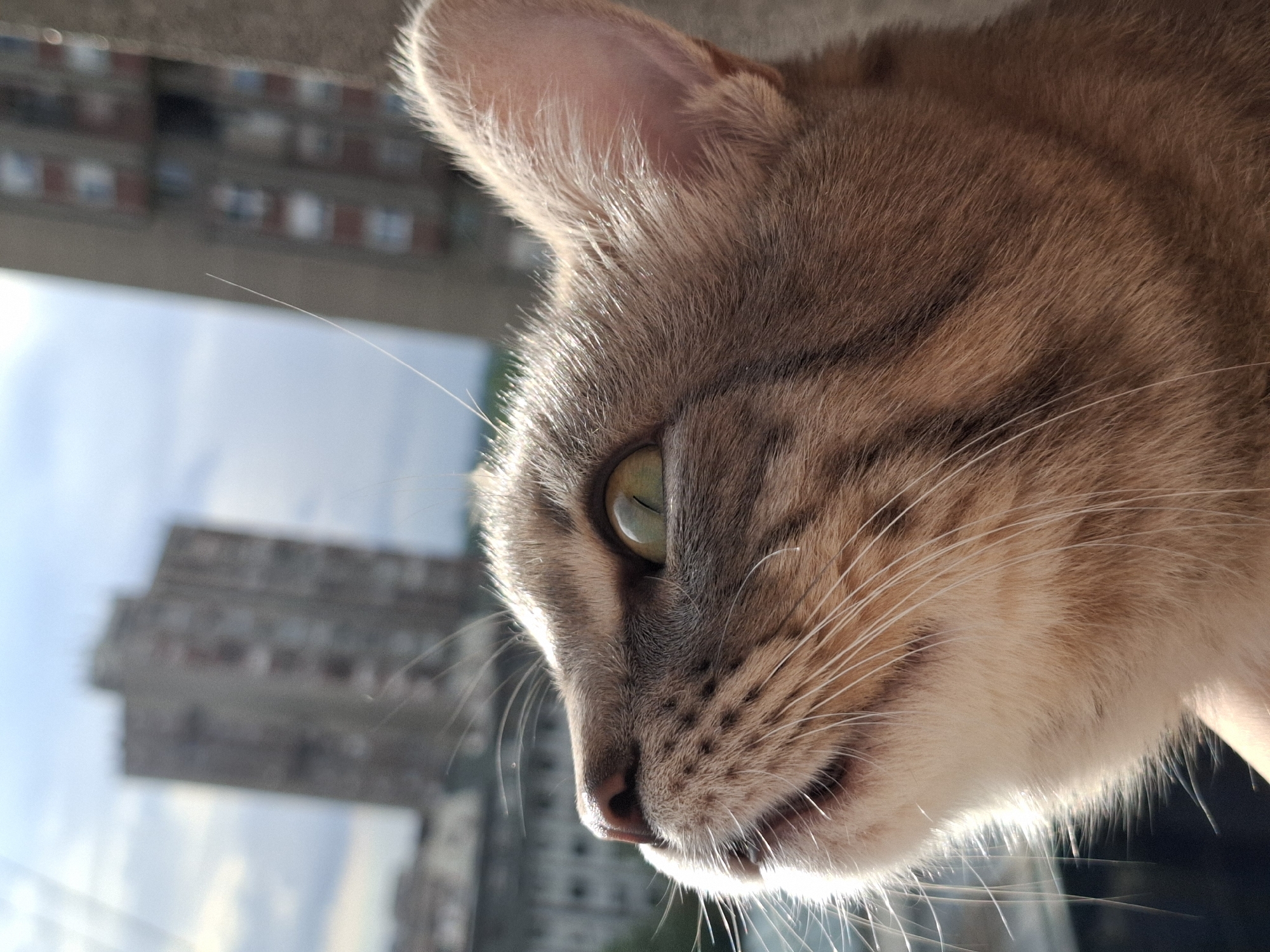 Cat spends afternoon window-watching over Novi Sad cityscape