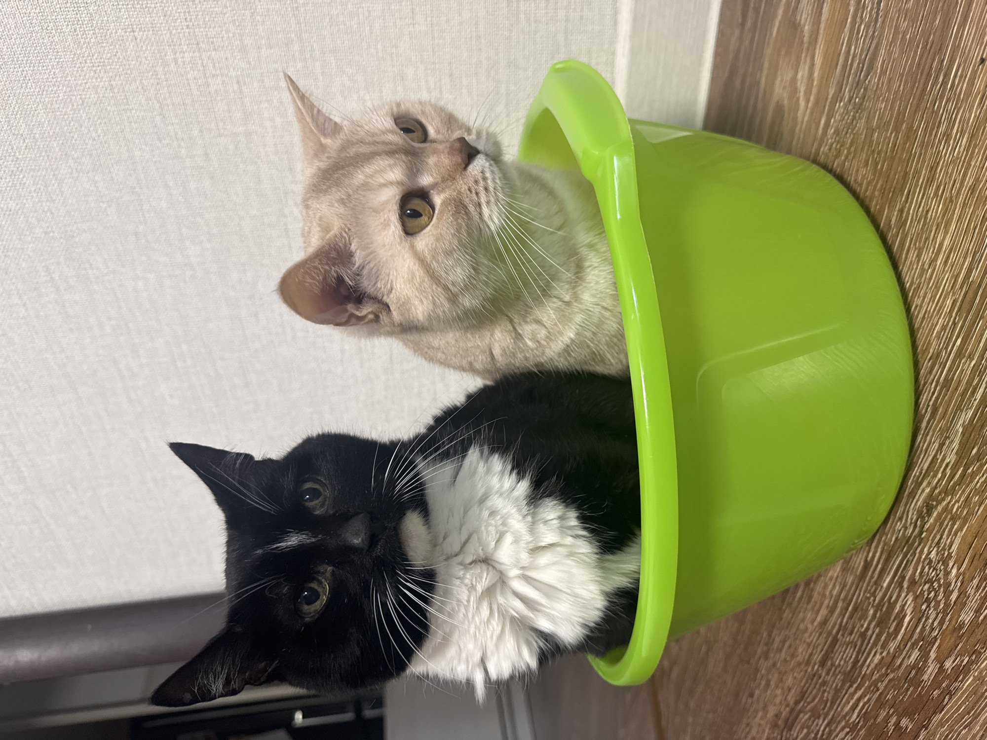 Morning routine with cats and snowy walk in Chaikovsky