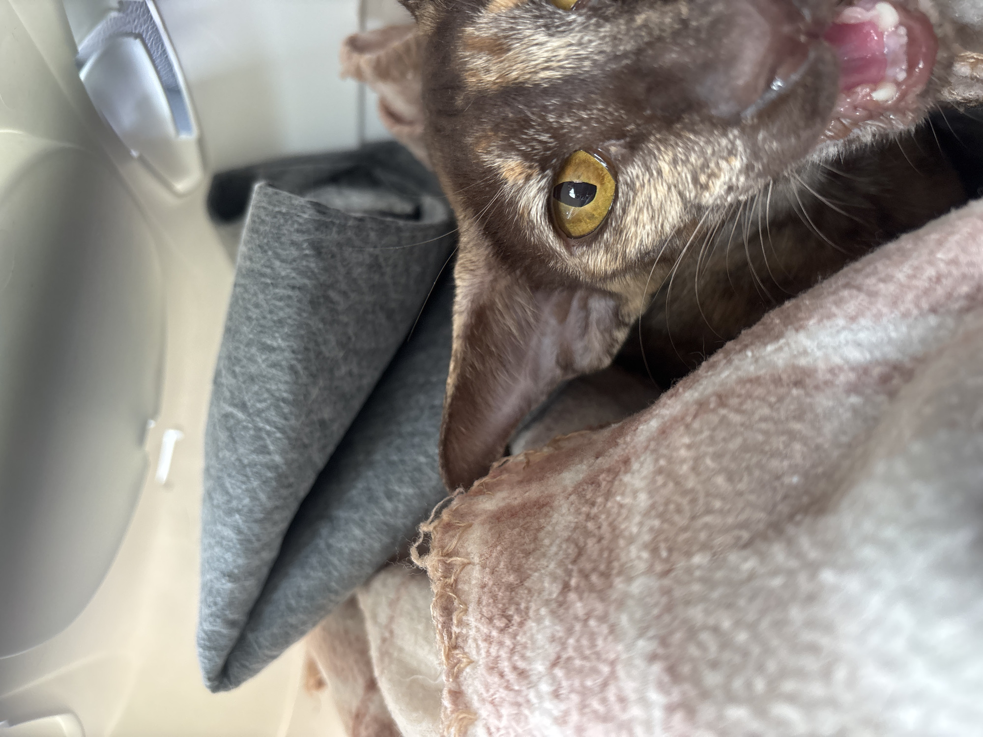 Brown cat yawns among blankets in Izhevsk