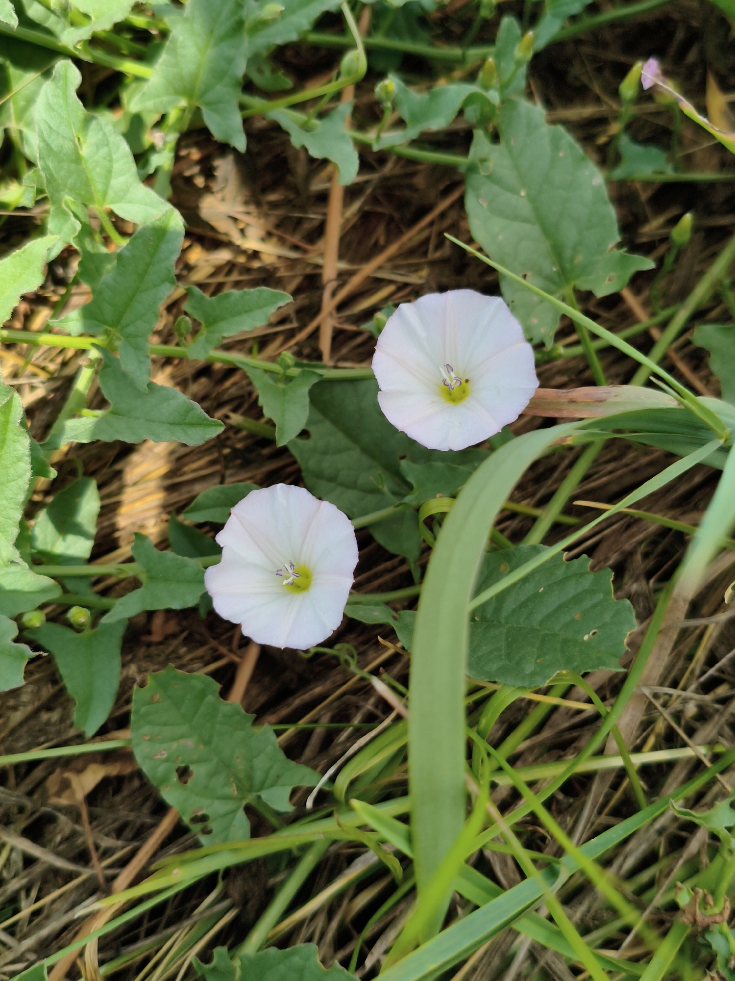 Rural Ukrainian village in midsummer — wildflowers, bees, and quiet streets