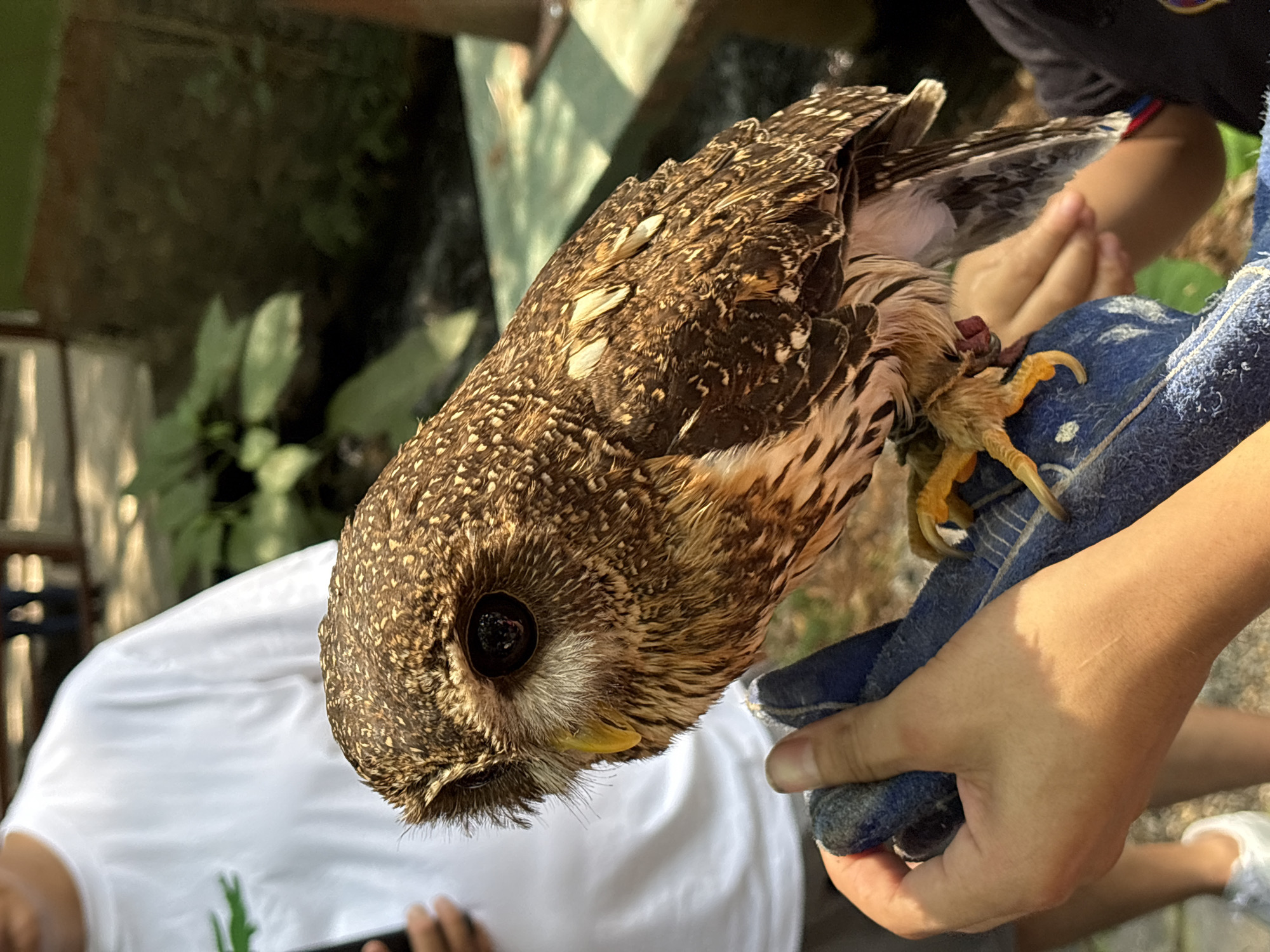 Falconry demonstration with owls and eagles in Cuernavaca park