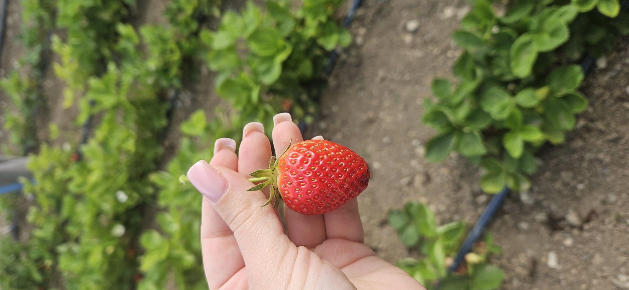 Garden flowers and strawberries documented in spring cultivation session