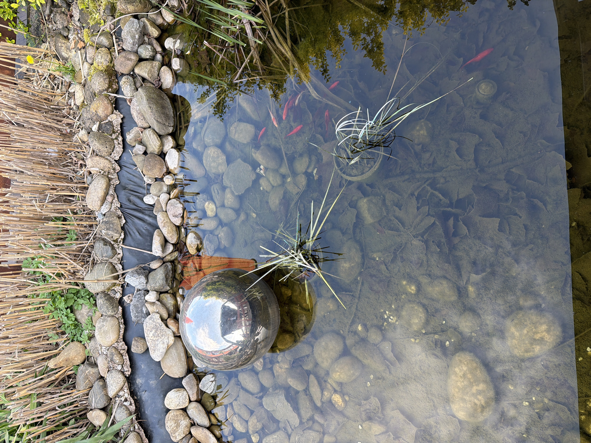 Clear pond with goldfish observed in Leudelange, Luxembourg