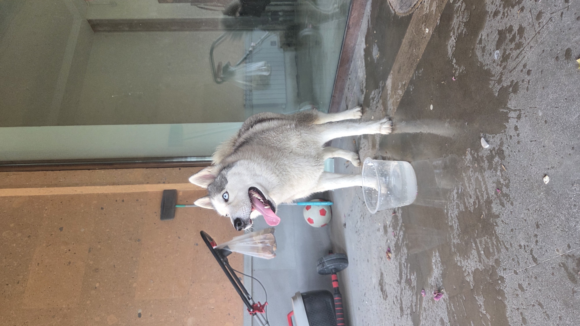 Blue-eyed Husky chills on a wet patio