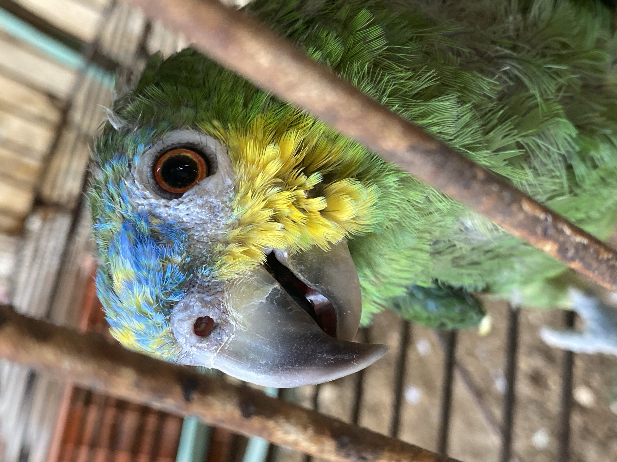 Exotic birds and reptiles photographed in Tinaquillo, Venezuela