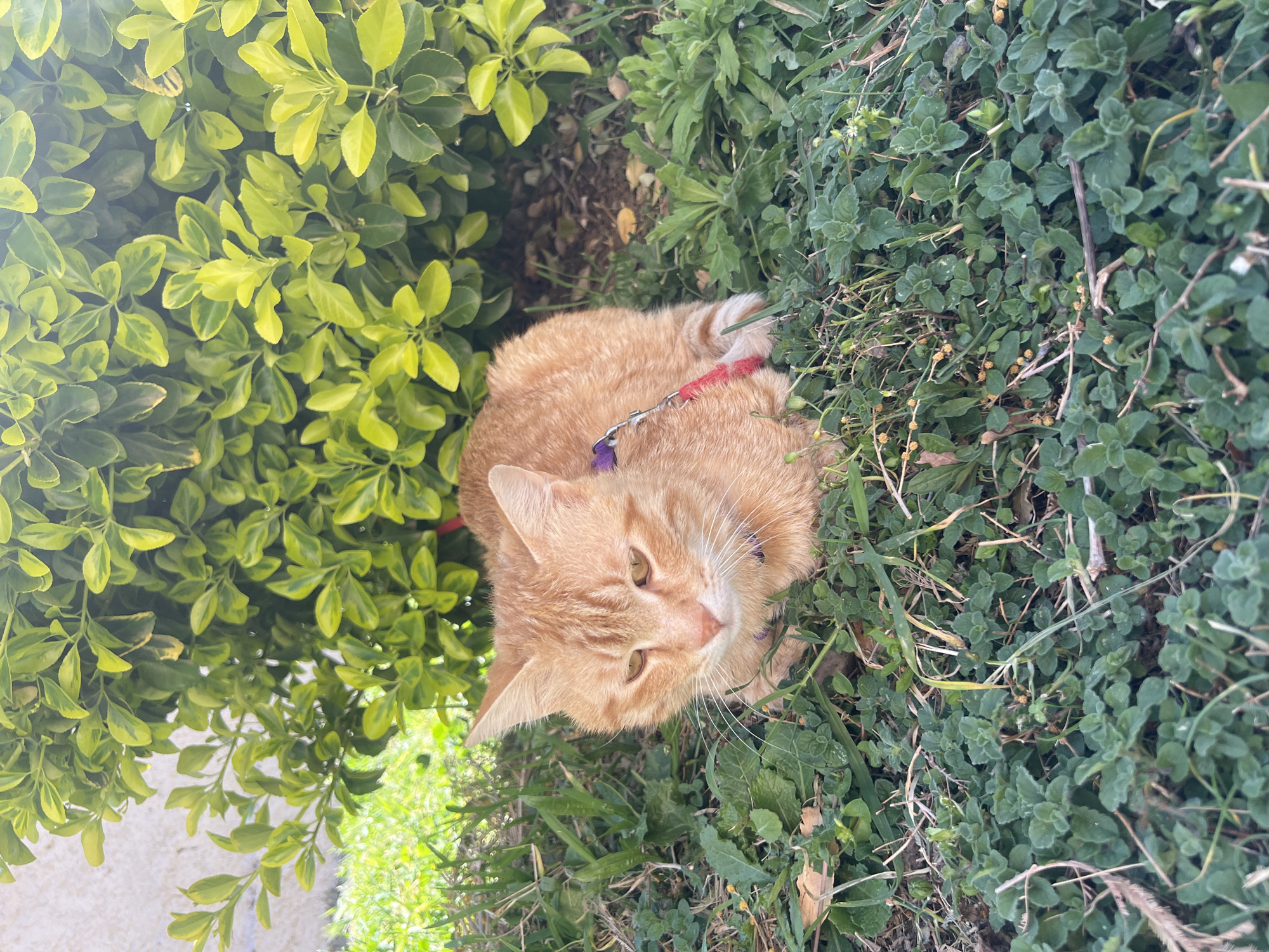 Ginger cat in harness rests in Podgorica grass