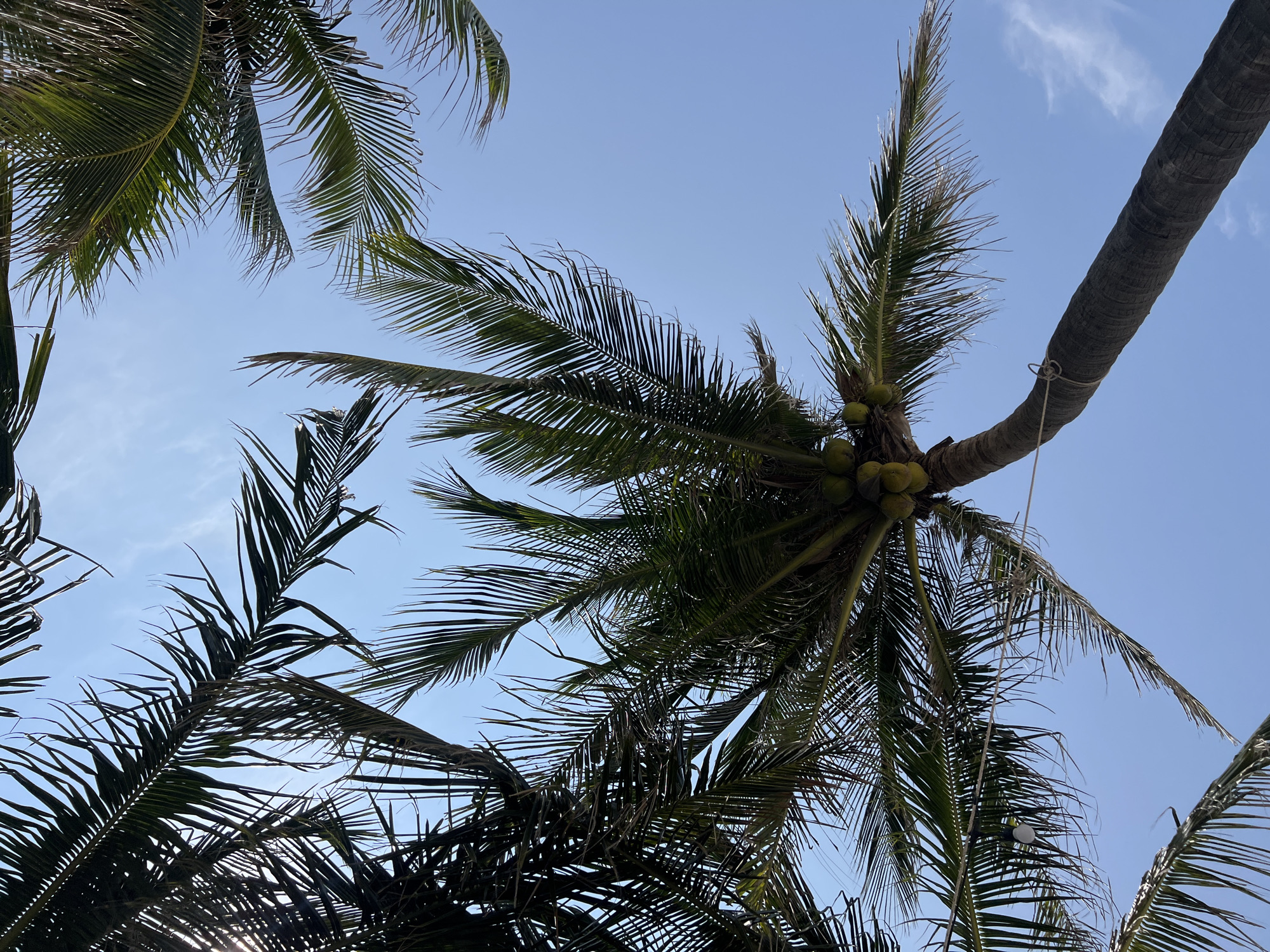 Palm trees frame clear blue sky in Vietnam dawn