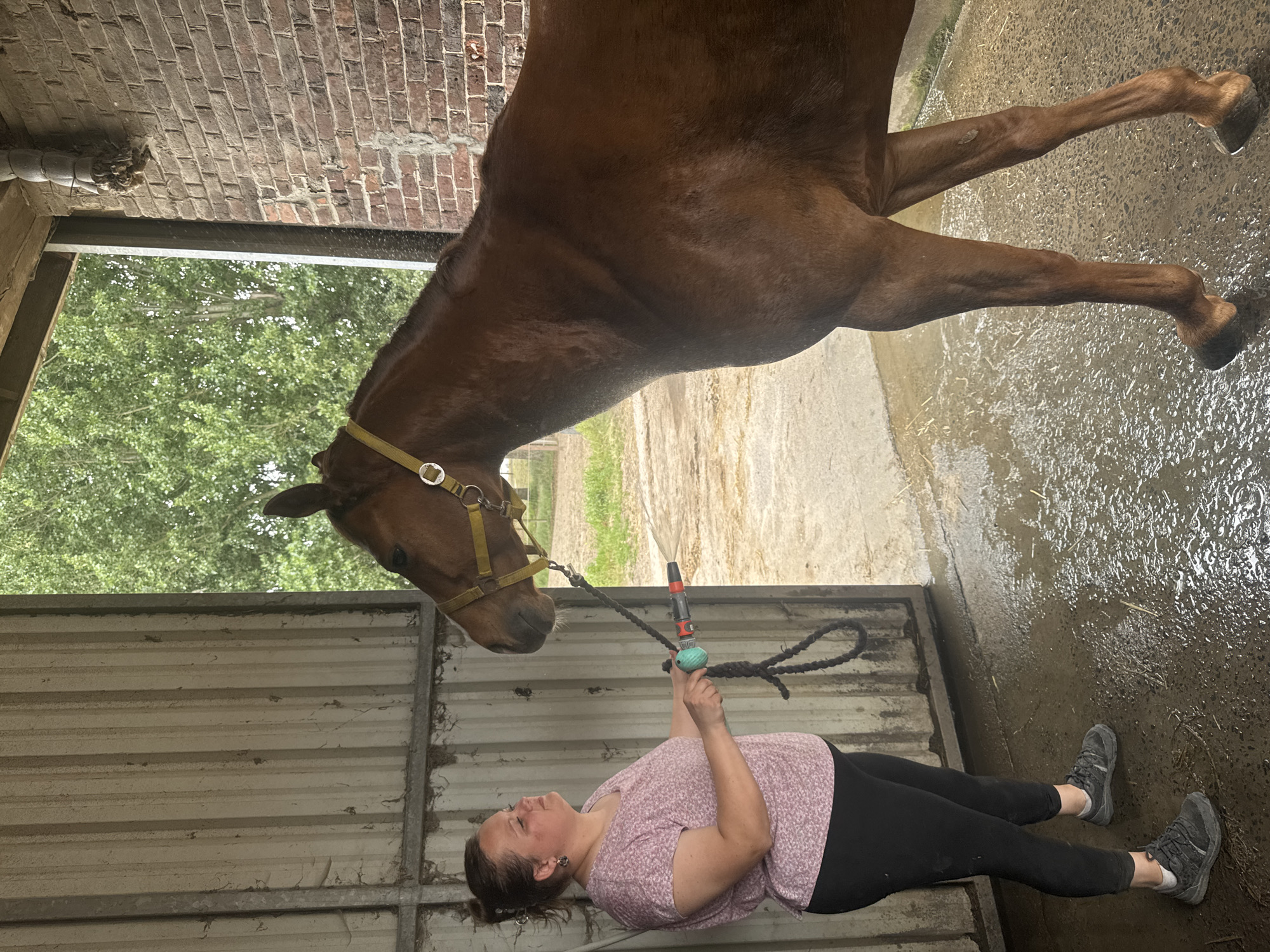 Routine horse care and riding activities documented in Estaimpuis