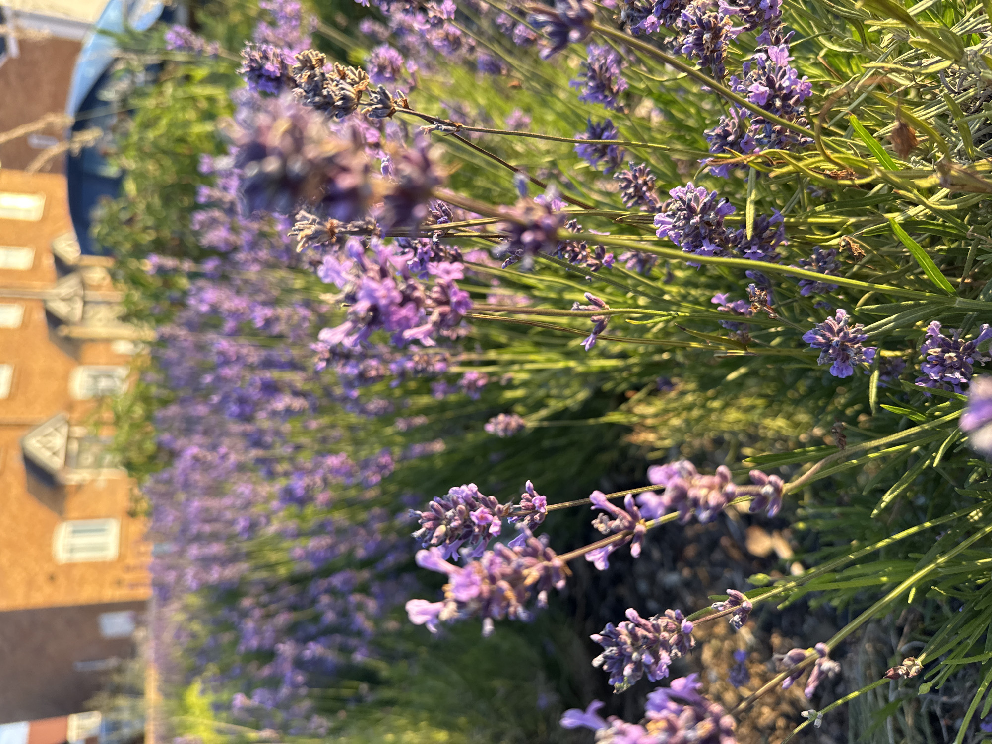 Lavender, sunsets, and summer blooms in Great Yarmouth