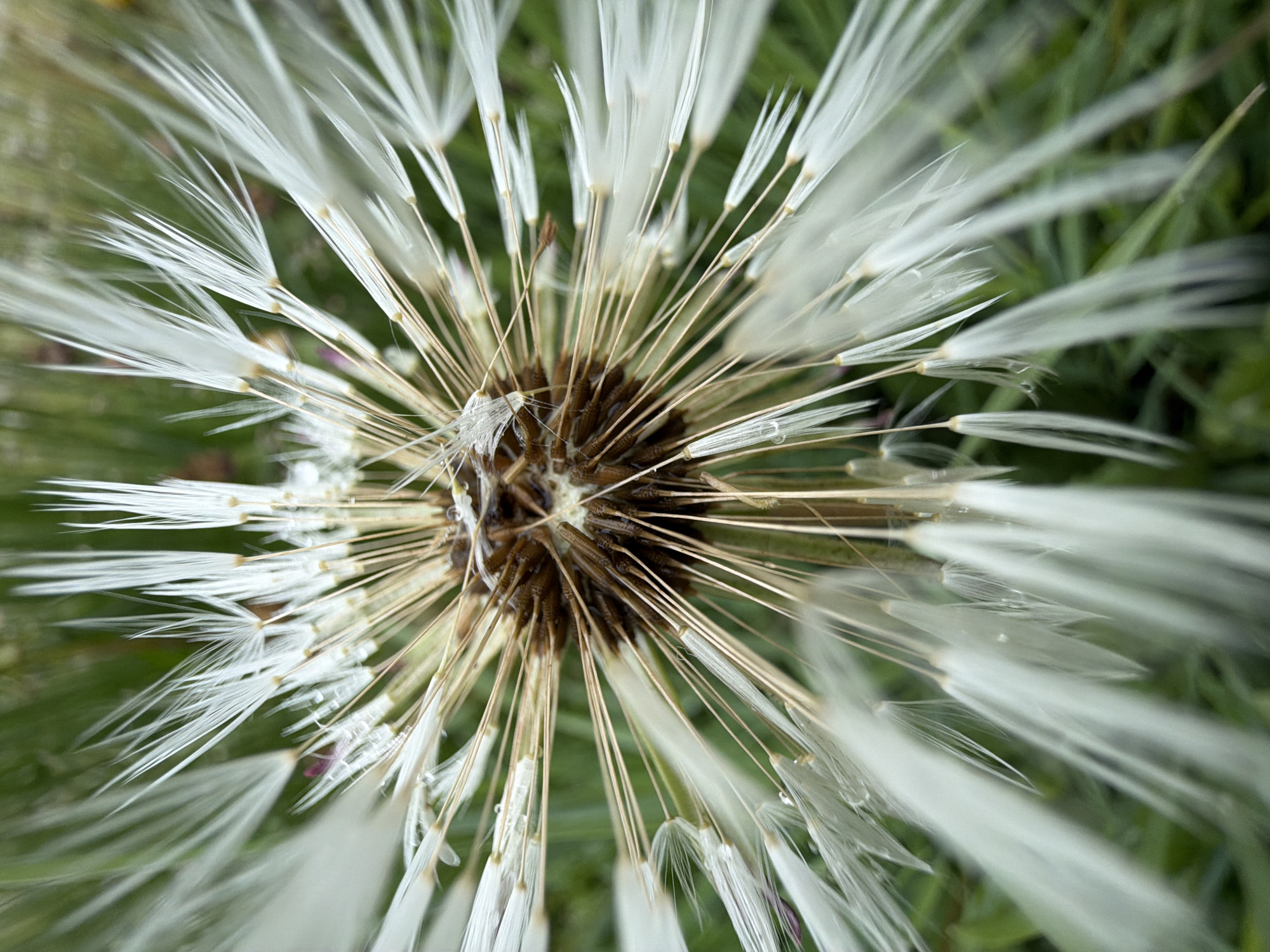 Nature photography session captures flora, fauna in Marakushi, Russia