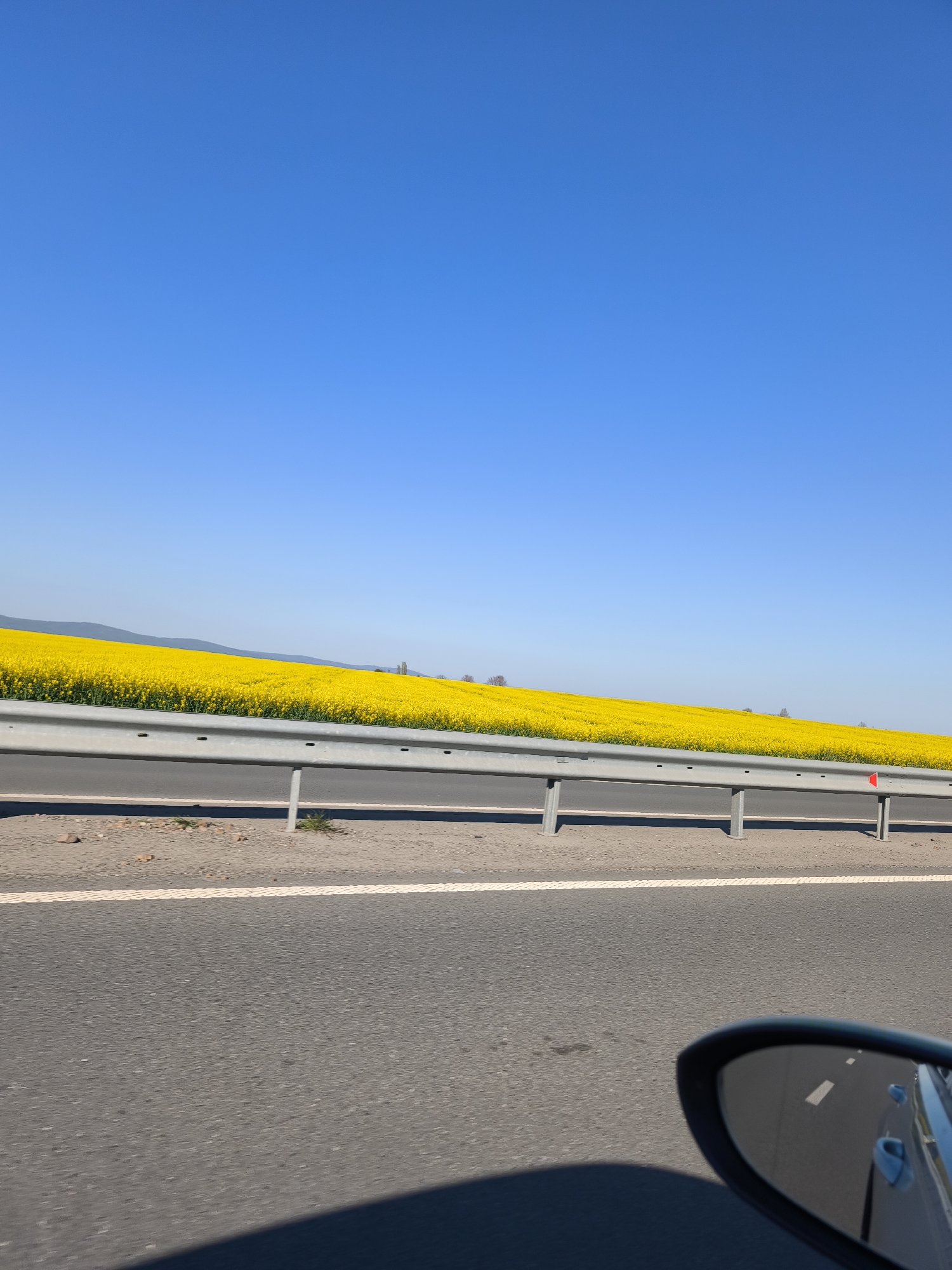 Vehicle passes yellow flower field near Ravda, Bulgaria