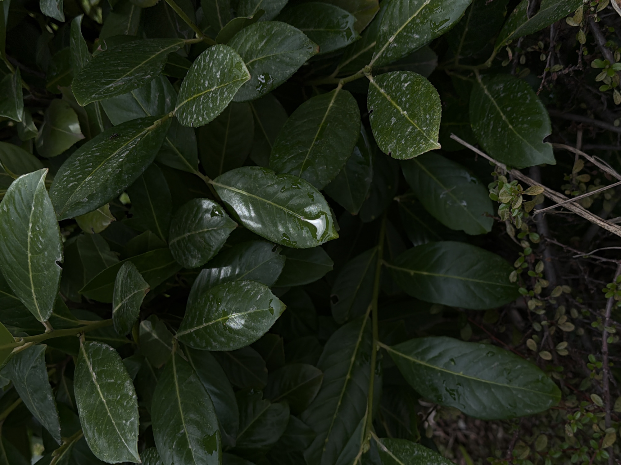 Morning garden scenes documented in Bulgarian villages