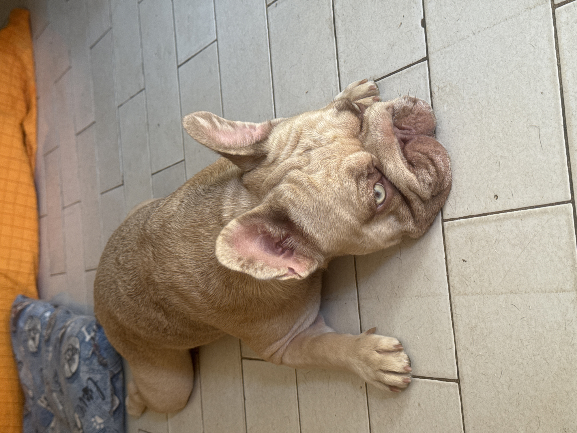 French Bulldog chills on tiled floor in San Benedetto del Tronto