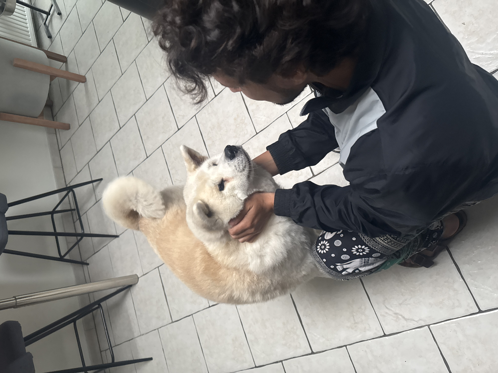 Person pets Akita dog indoors in Wattrelos, France