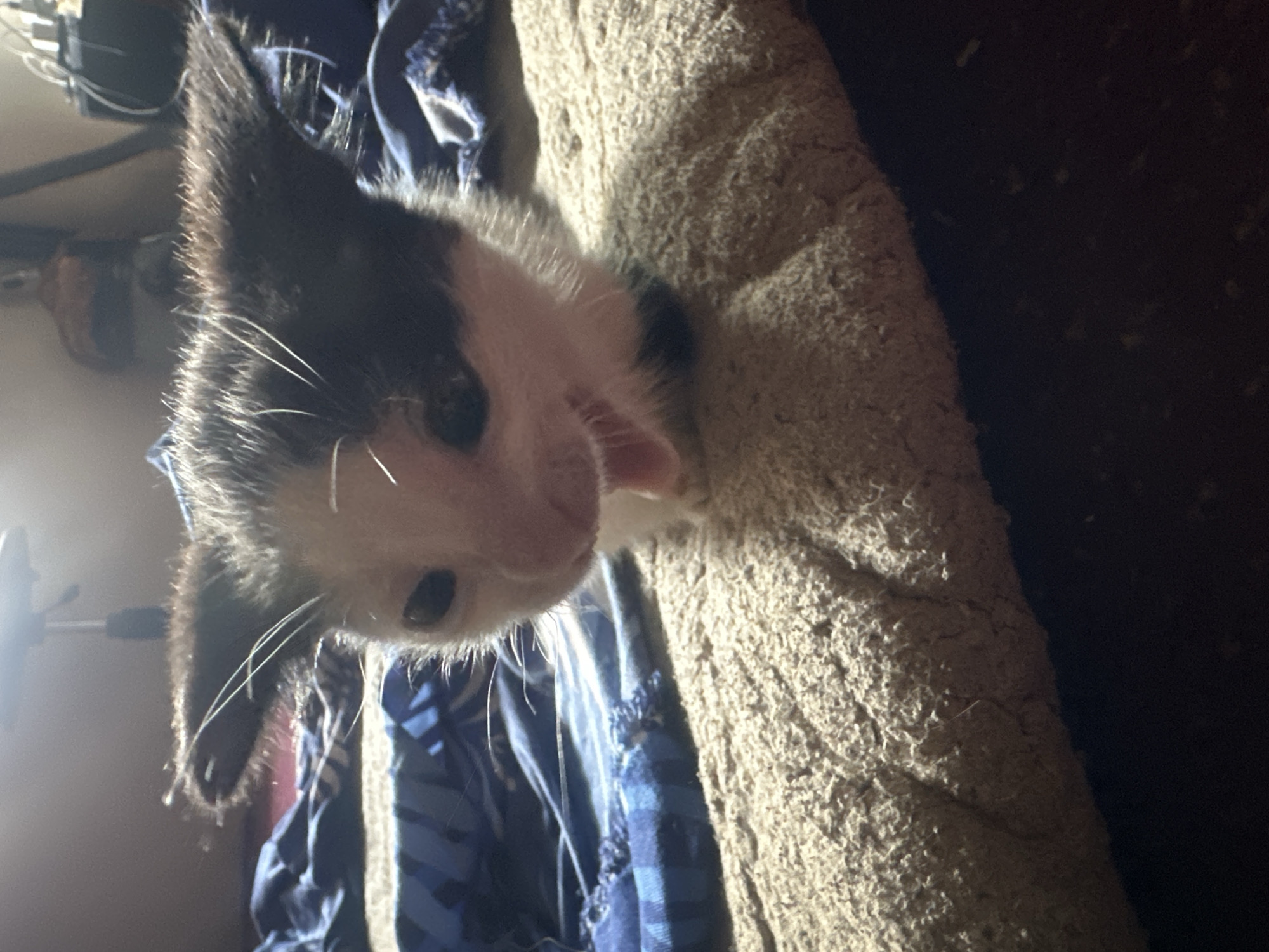 Kittens at home in Jos, Nigeria