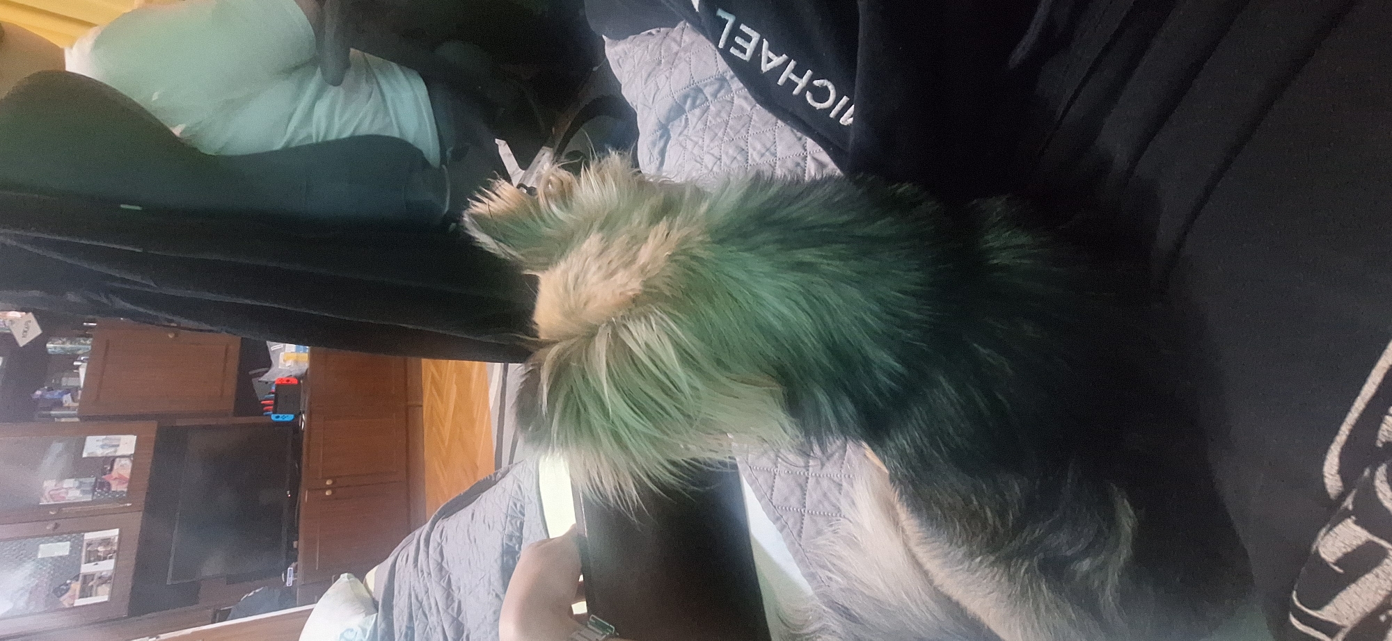 Gamer enjoys evening racing simulation session with pet chihuahua companion
