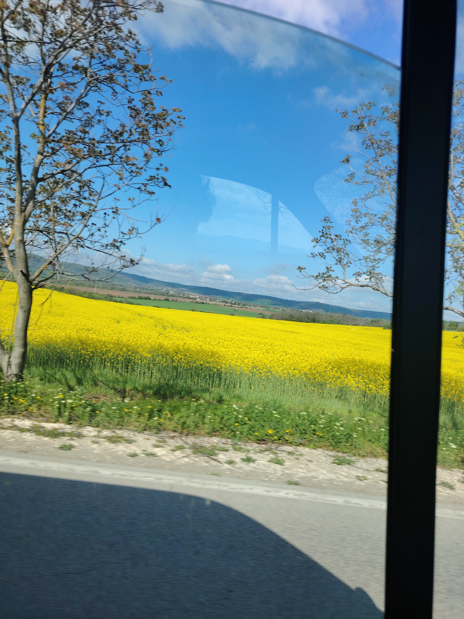 Spring rapeseed blooms captured in Bulgarian countryside