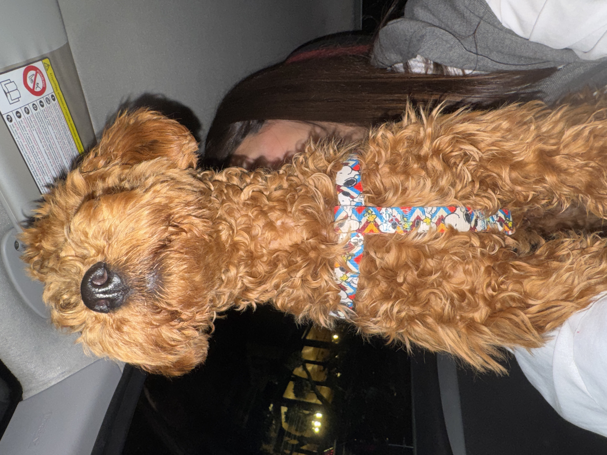 Dog in Snoopy harness rests in car in Montenegro